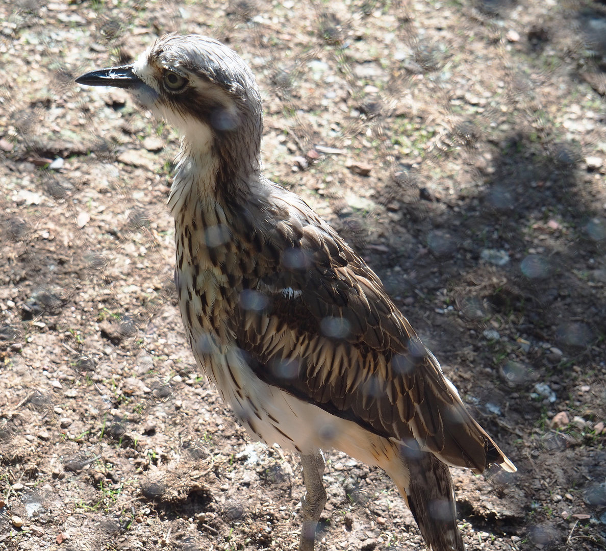 Bush stone-curlew (Burhinus grallarius), 2022-06-15