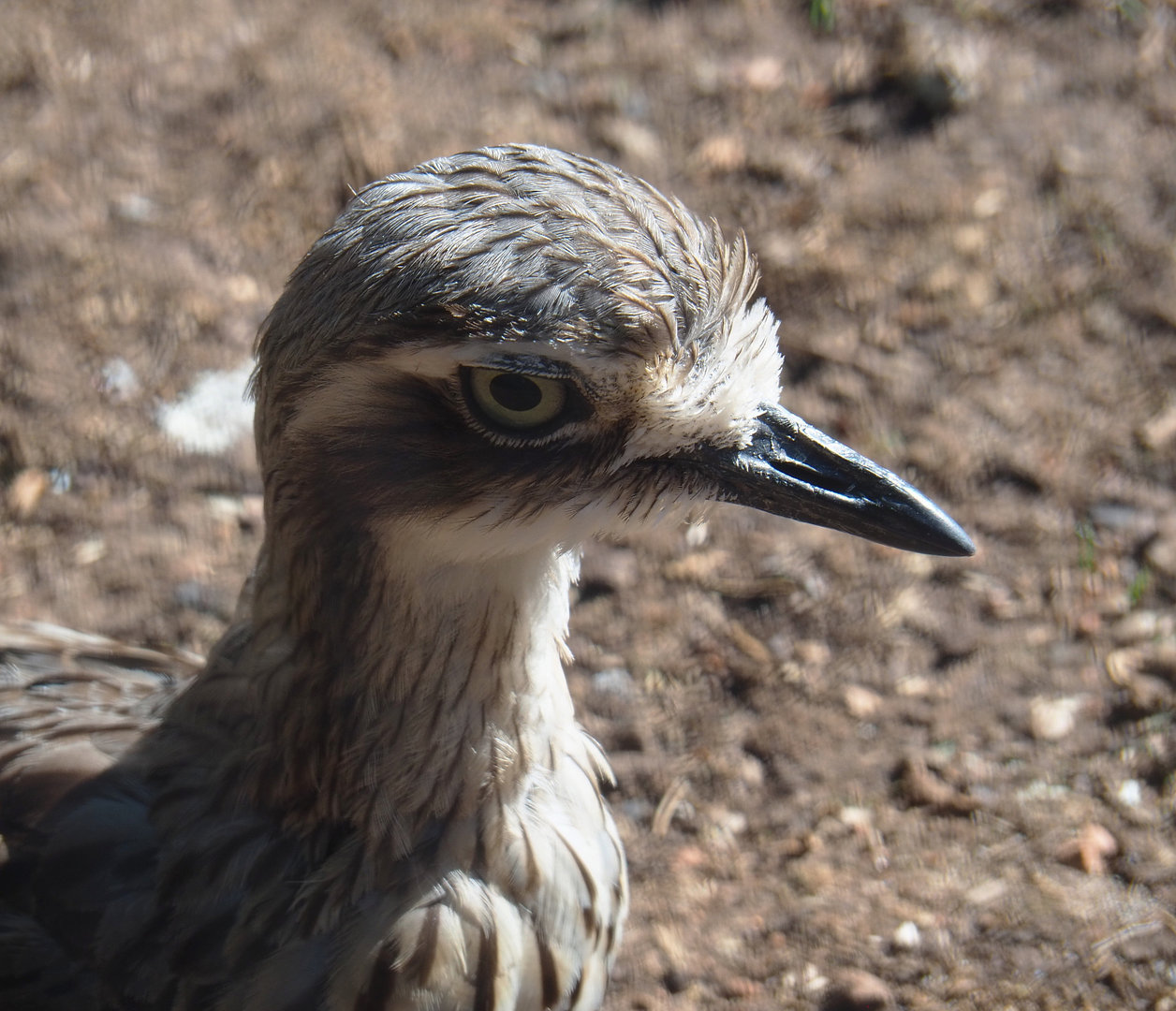 Bush stone-curlew (Burhinus grallarius), 2022-06-15