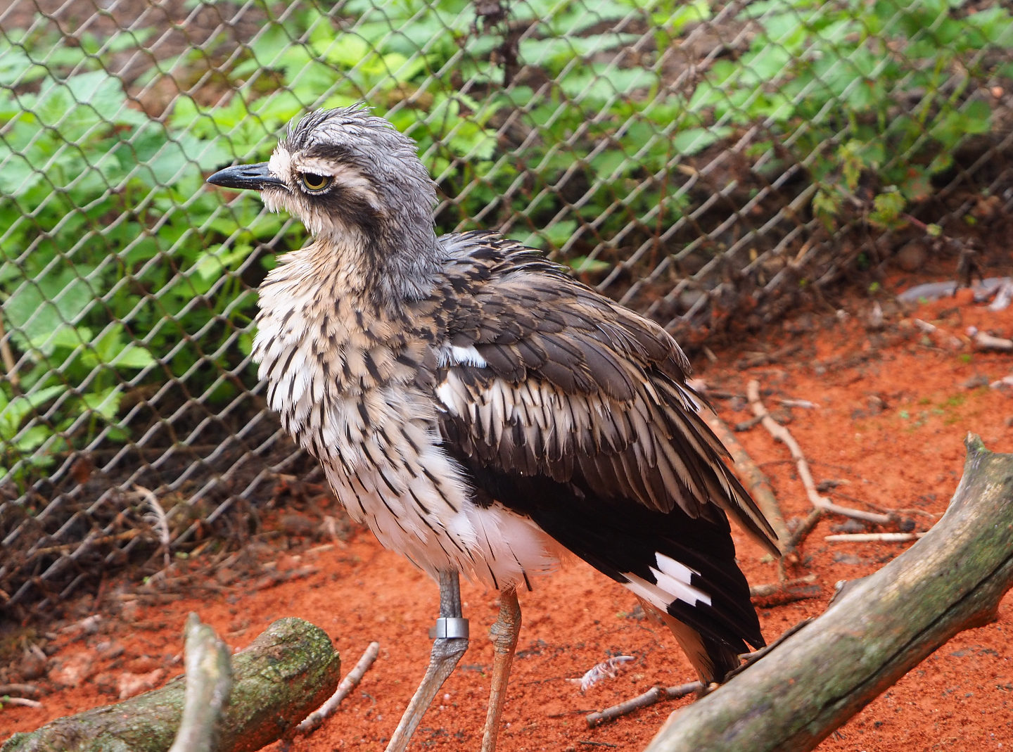 Bush stone-curlew  (Burhinus grallarius), 2022-09-15
