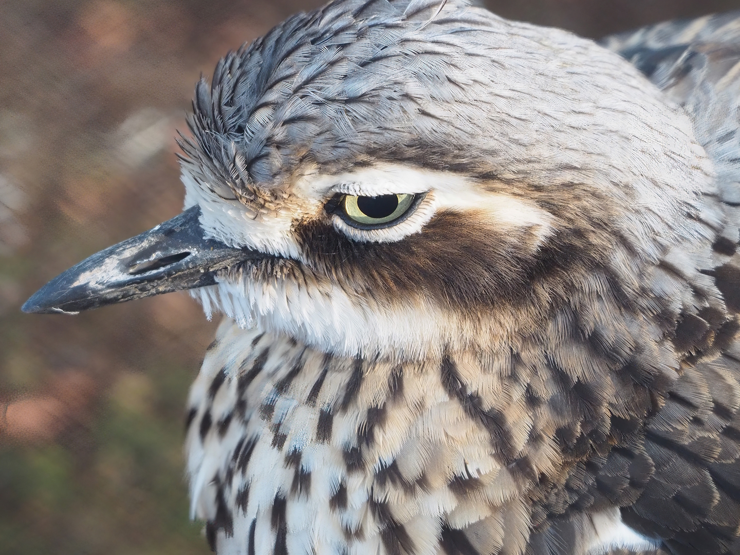 Bush stone-curlew (Burhinus grallarius), 2022-11-12
