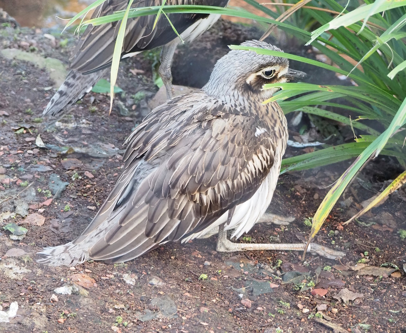 Bush stone-curlew (Burhinus grallarius), 2022-12-27