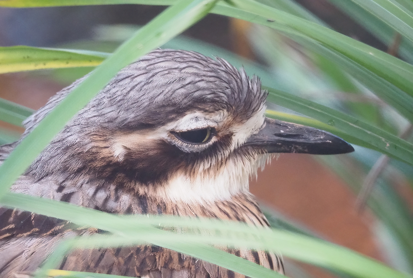 Bush stone-curlew (Burhinus grallarius), 2022-12-27