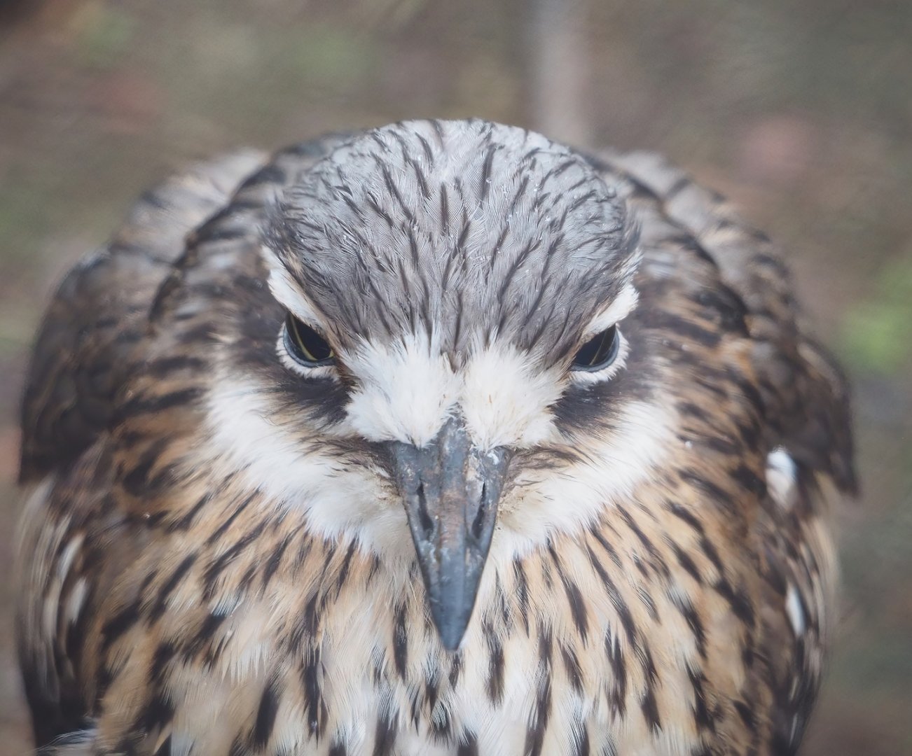 Bush stone-curlew  (Burhinus grallarius), 2023-02-19