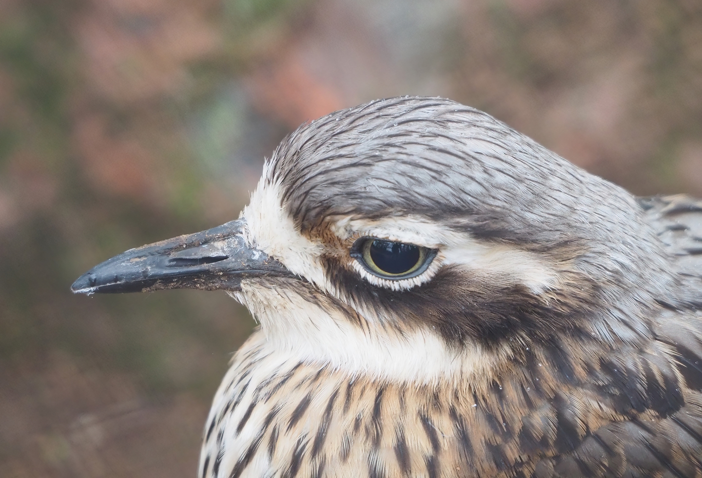Bush stone-curlew  (Burhinus grallarius), 2023-02-19