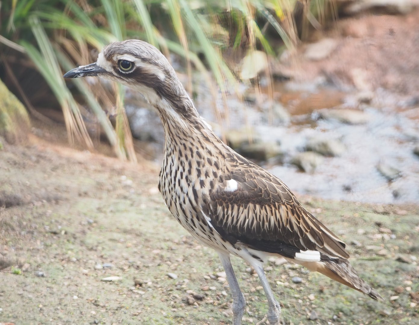 Bush stone-curlew (Burhinus grallarius), 2023-03-28