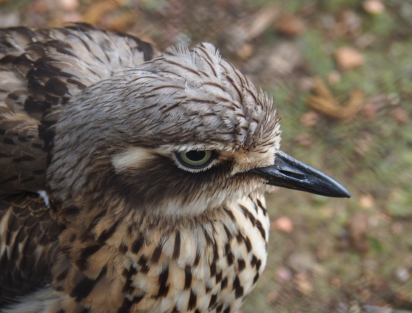 Bush stone-curlew (Burhinus grallarius), 2023-04-18