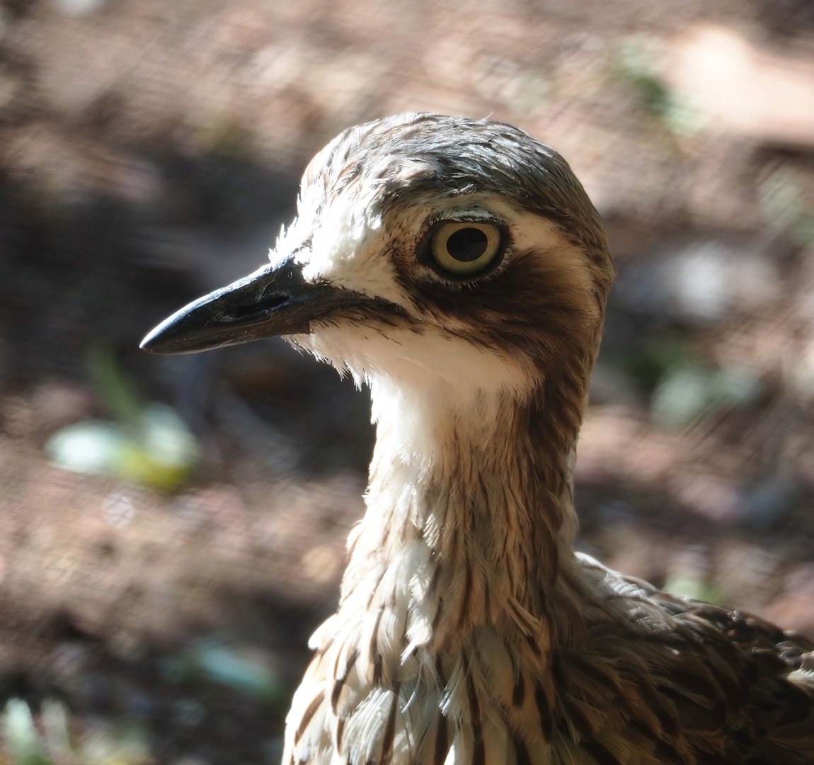 Bush stone-curlew (Burhinus grallarius), 2023-07-08