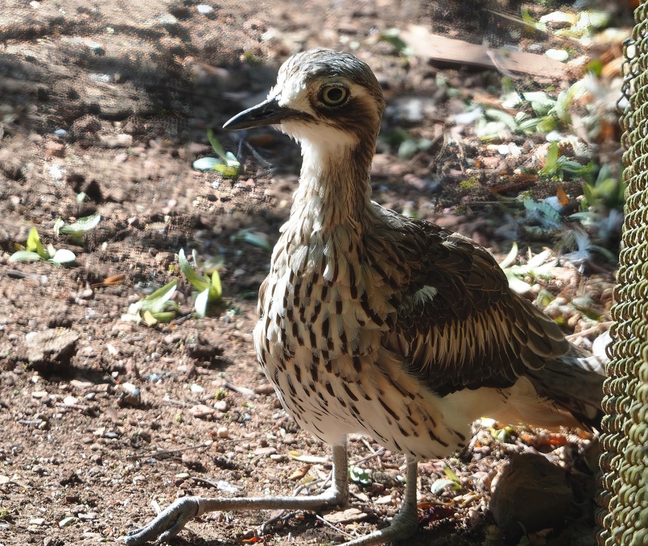 Bush stone-curlew (Burhinus grallarius), 2023-07-08