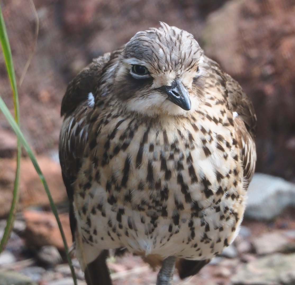 Bush stone-curlew (Burhinus grallarius), 2024-03-04