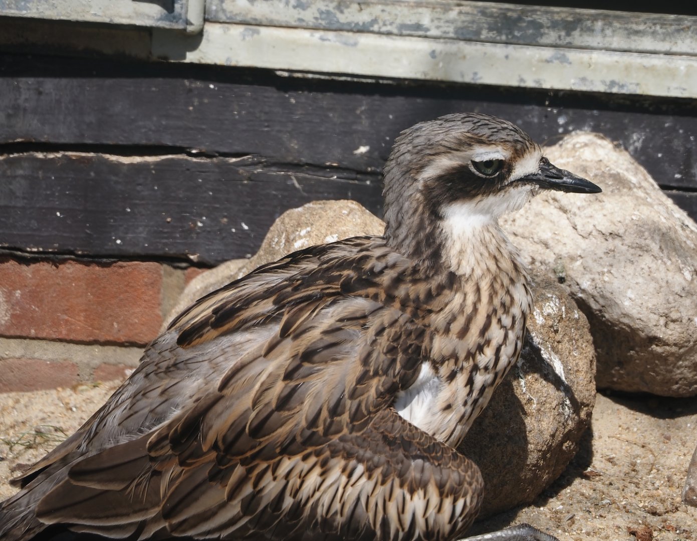 Bush stone-curlew (Burhinus grallarius), 2024-05-23