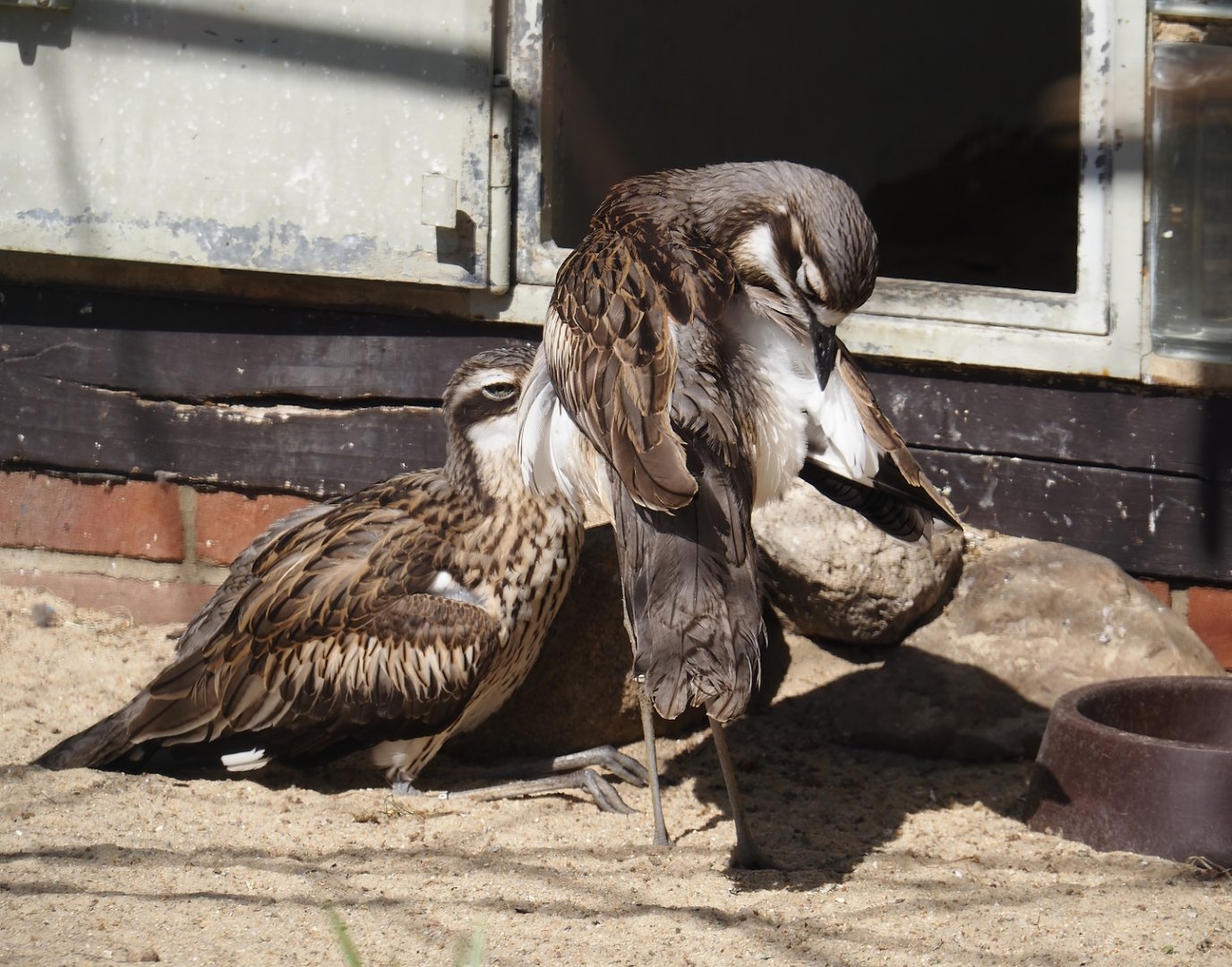 Bush stone-curlew (Burhinus grallarius), 2024-05-23