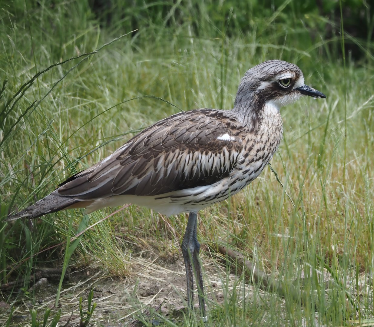 Bush stone-curlew (Burhinus grallarius), 2024-06-08
