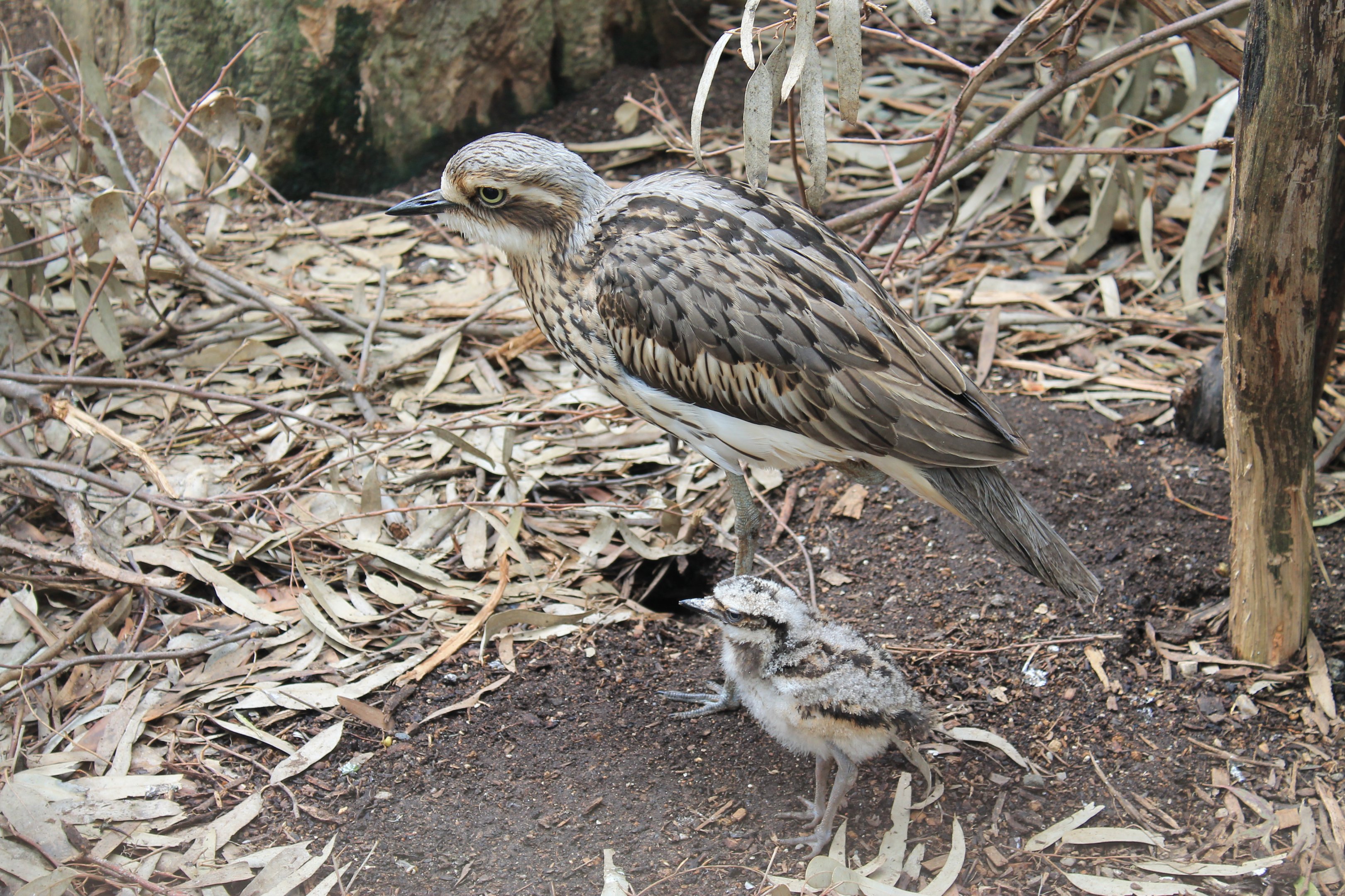 Bush Stone-Curlew (Burhinus grallarius) and chick