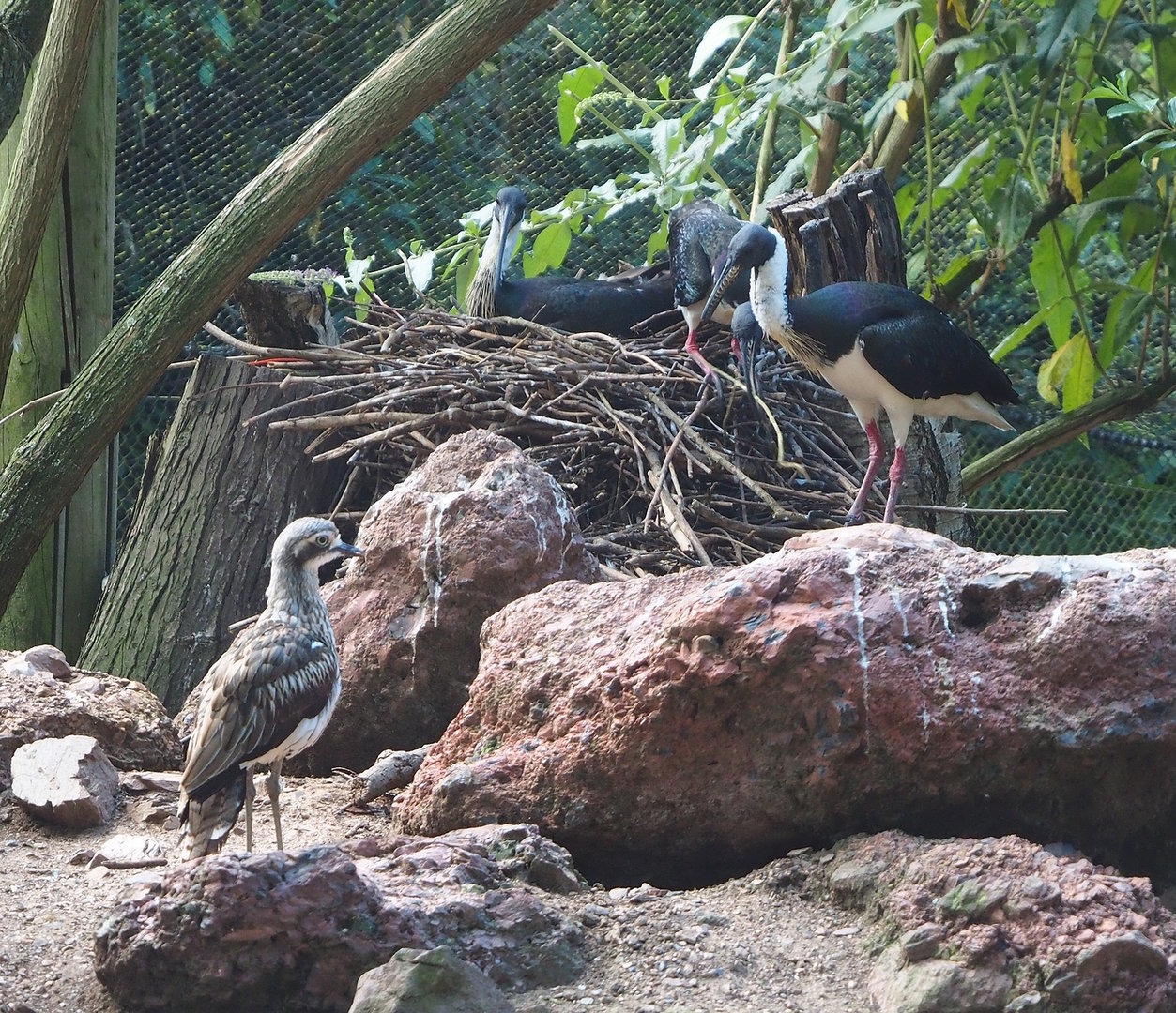 Bush stone-curlew (Burhinus grallarius) and Straw-necked ibises (Threskiornis spinicollis), 2022-07-16
