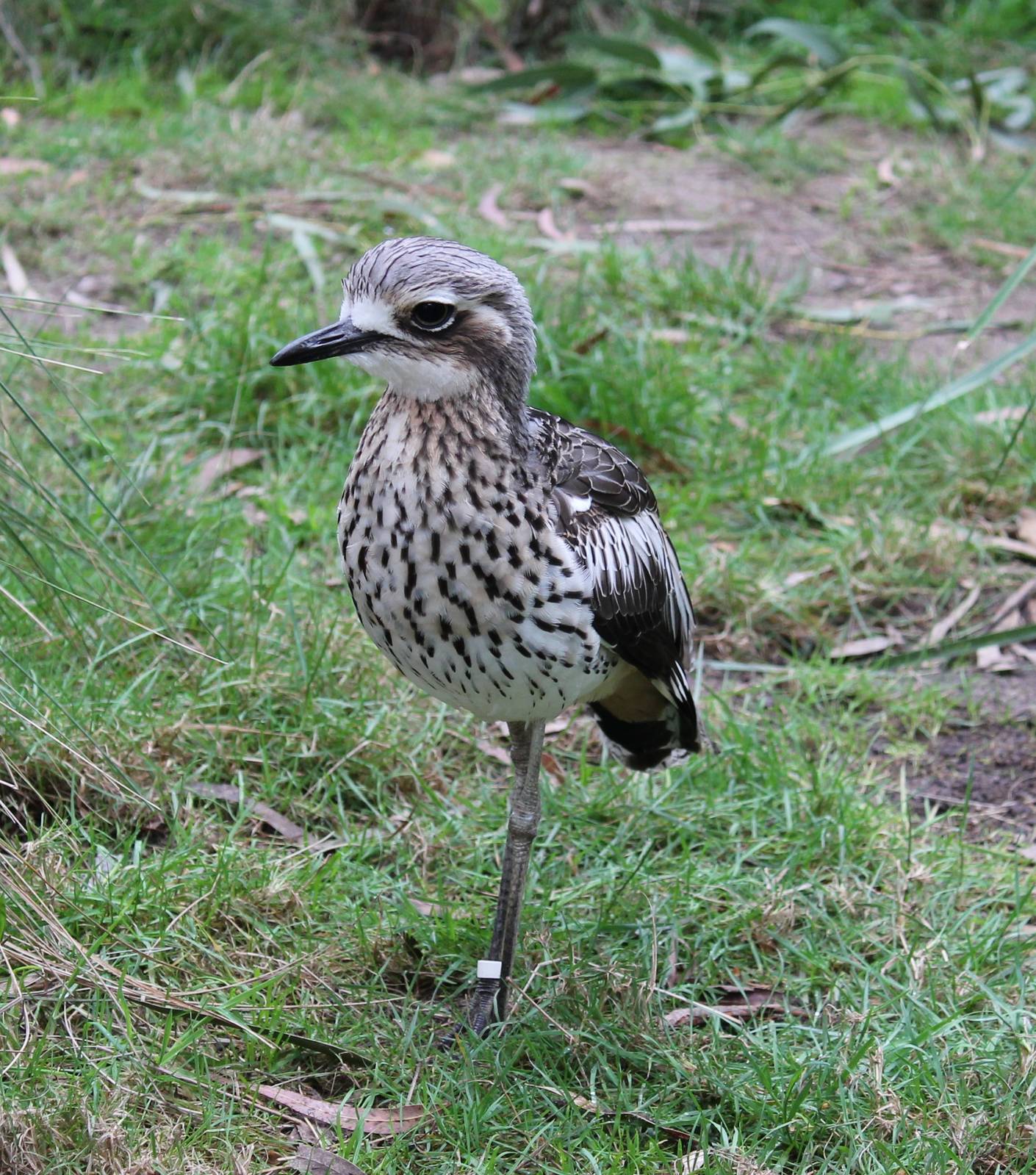 Bush stone-curlew (Burhinus grallarius)