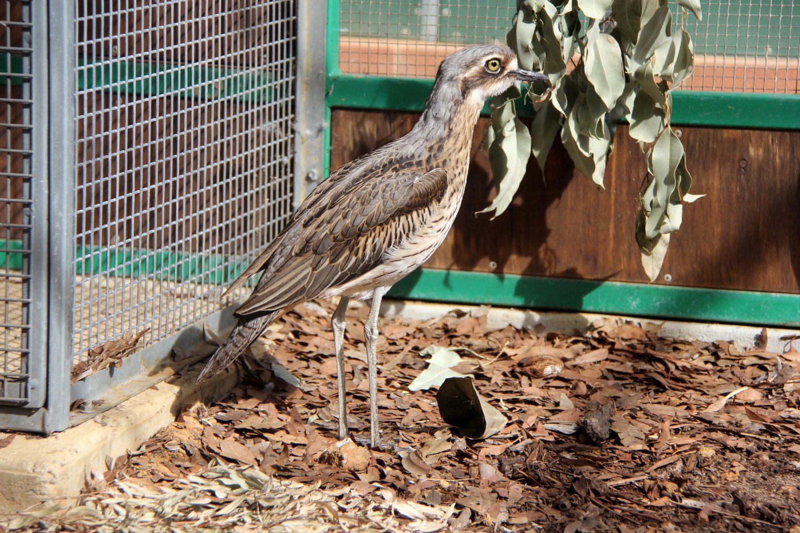 bush stone-curlew (Burhinus grallarius)