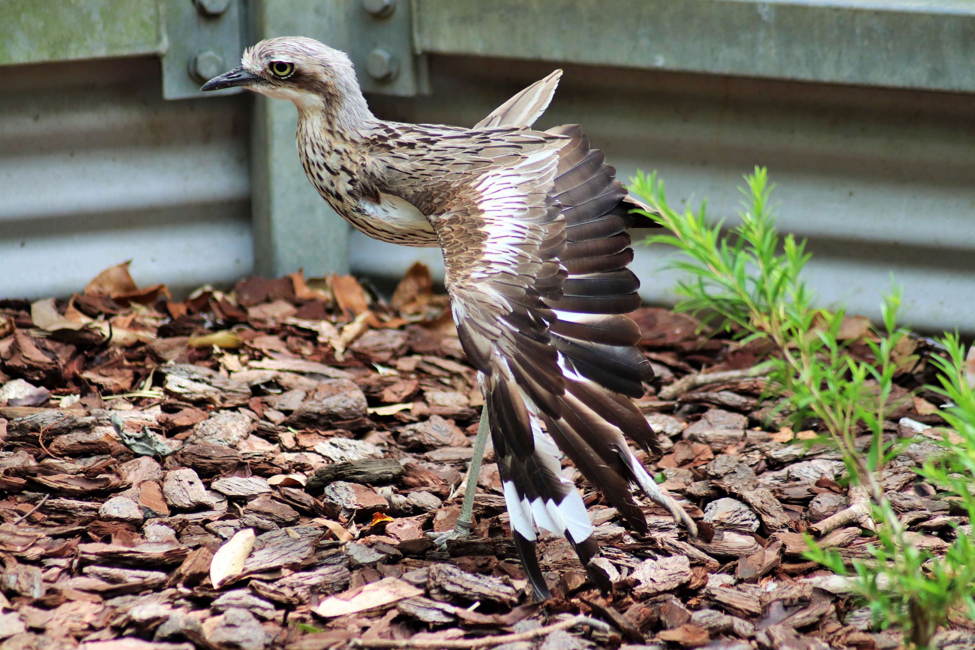 Bush Stone-Curlew (Burhinus grallarius)