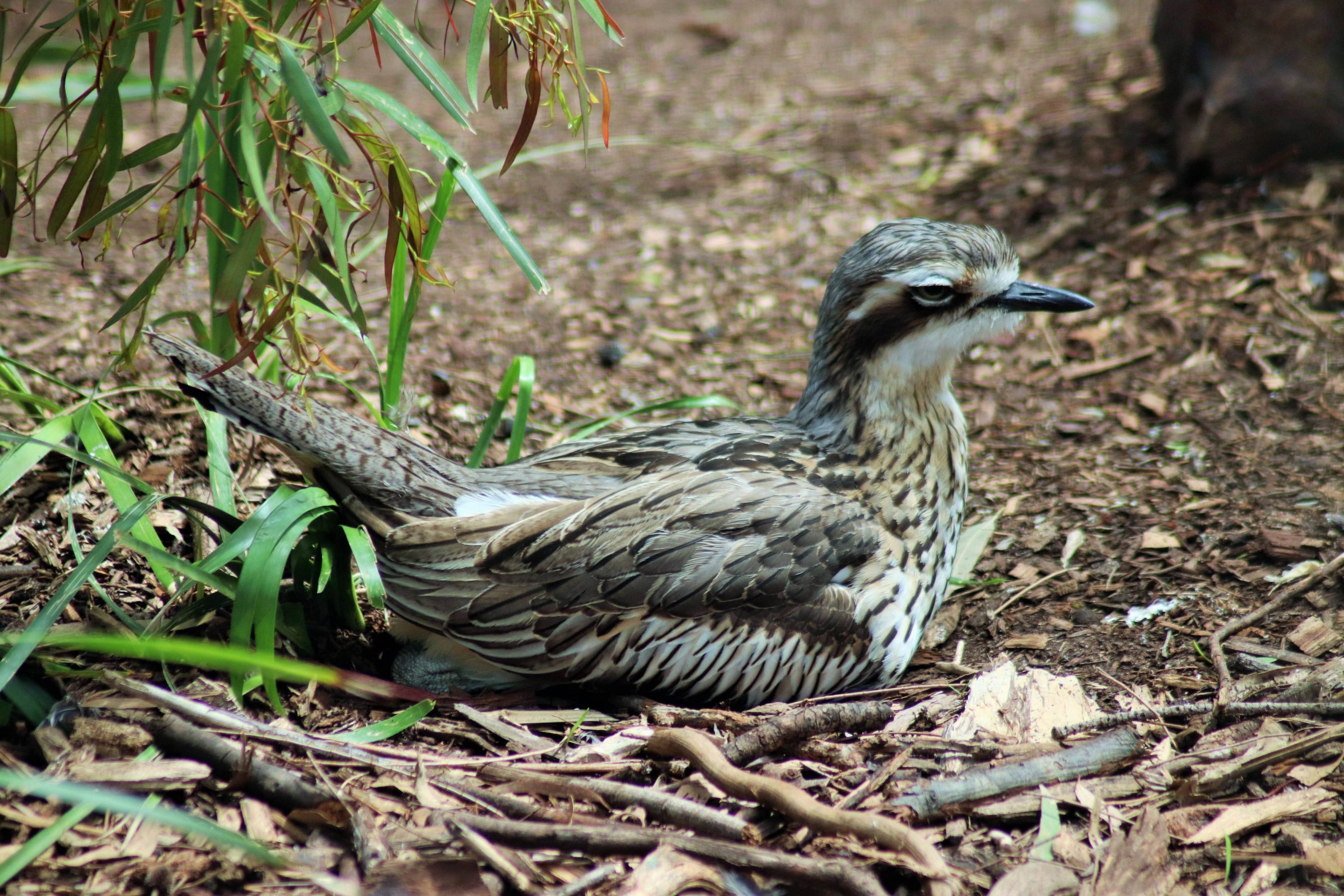 Bush Stone Curlew (Burhinus grallarius).