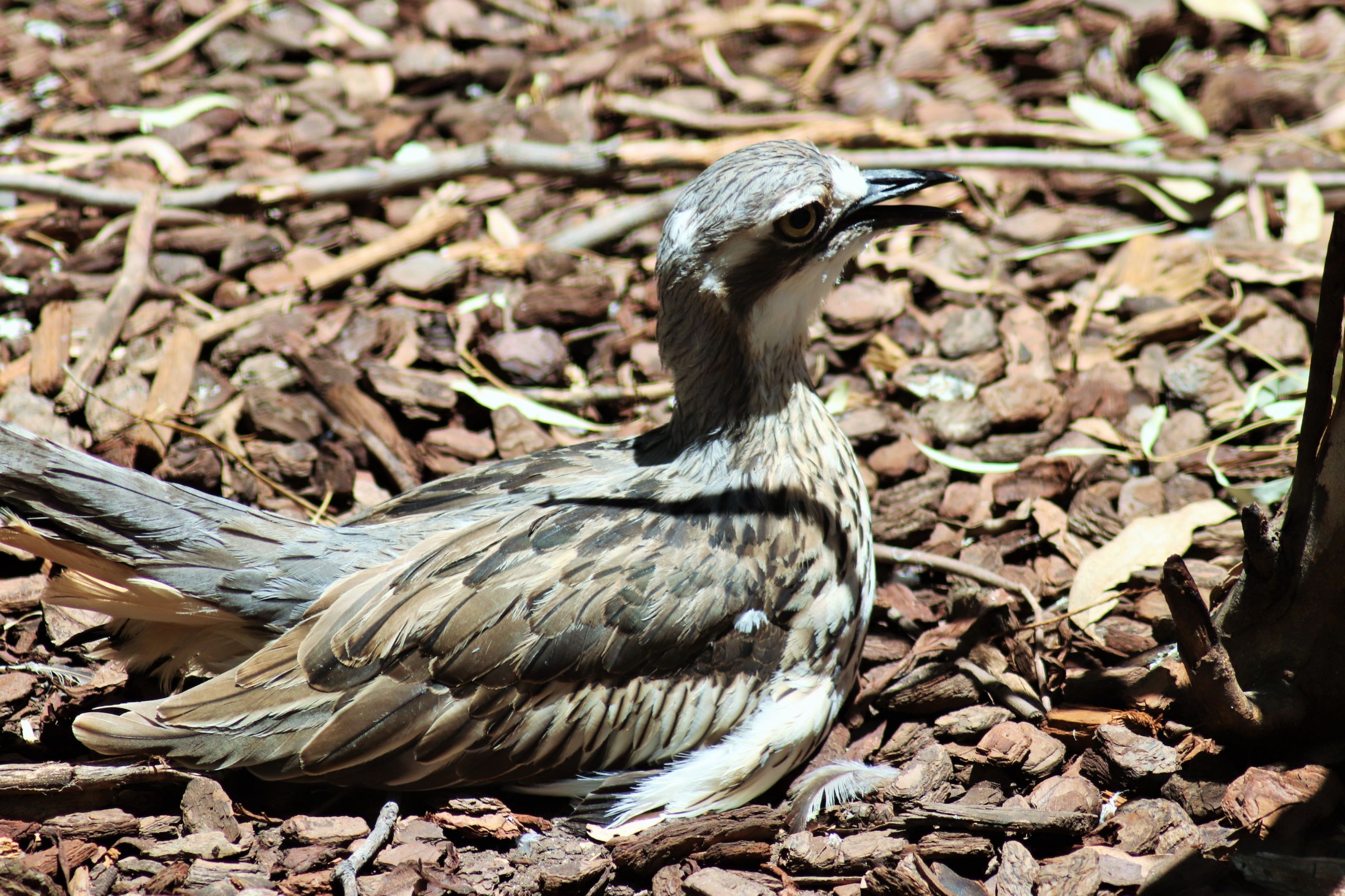 Bush Stone Curlew (Burhinus grallarius)