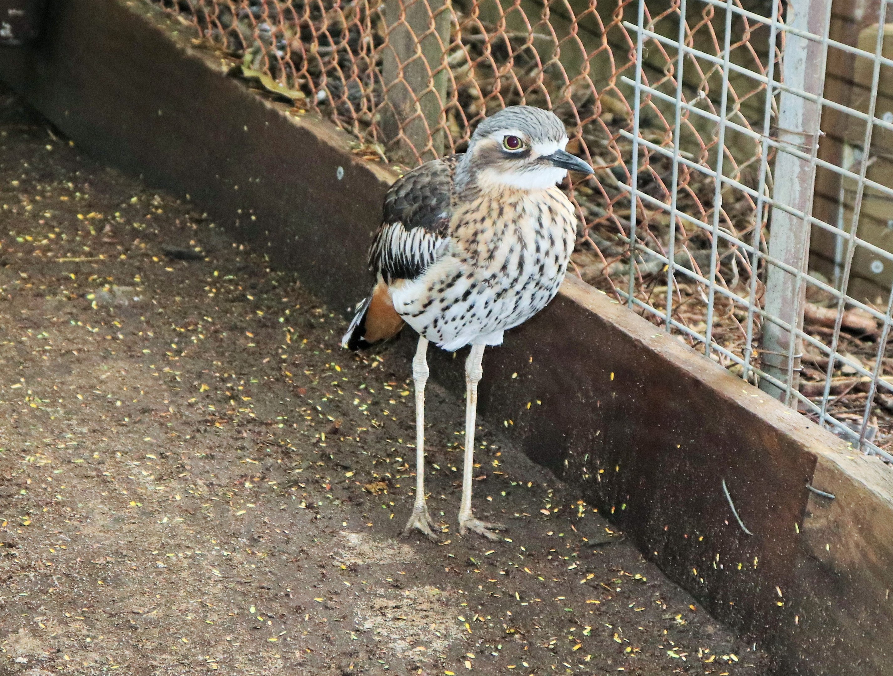 Bush Stone-curlew (Burhinus grallarius)