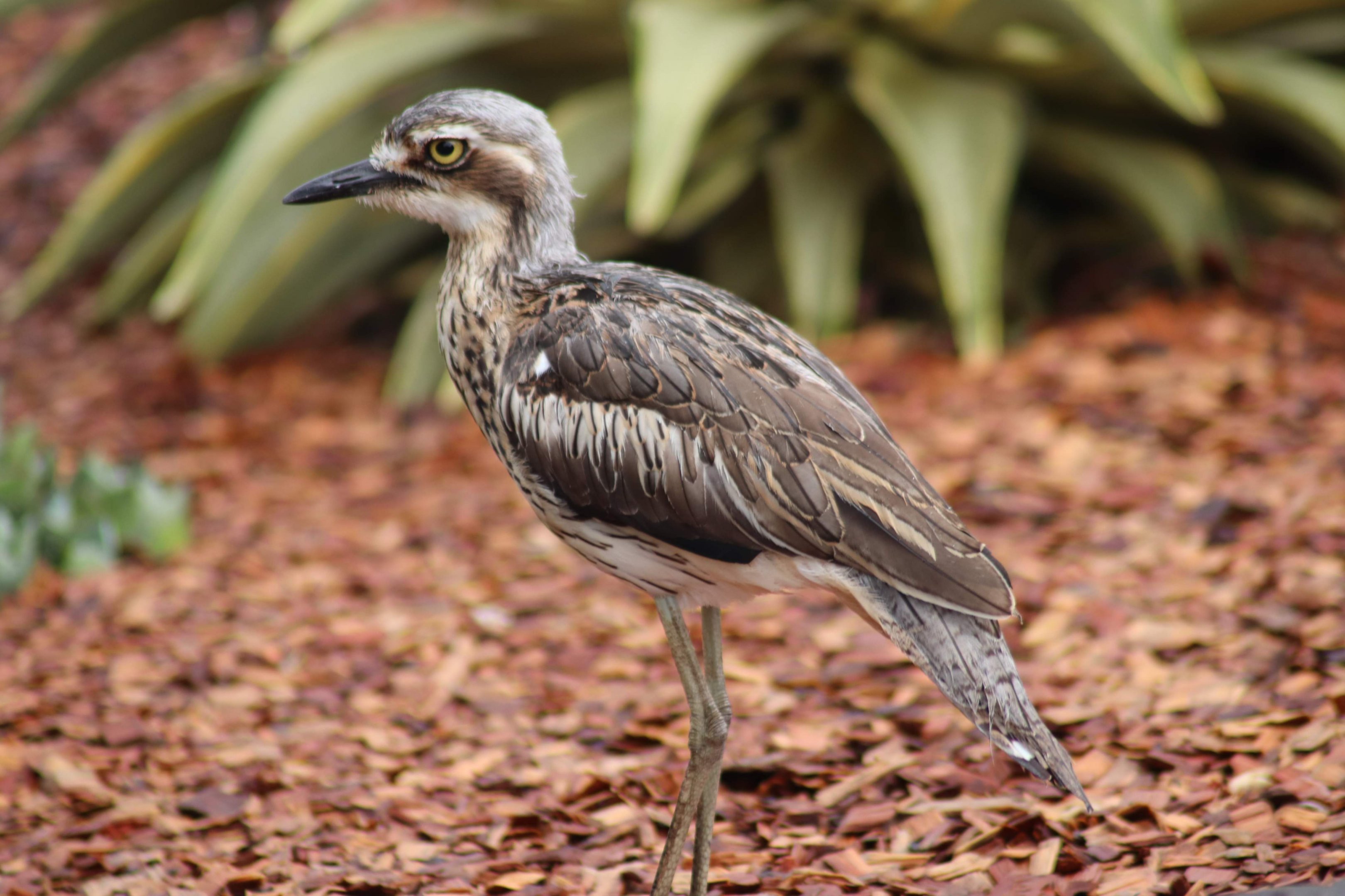 Bush Stone-curlew (Burhinus grallarius)