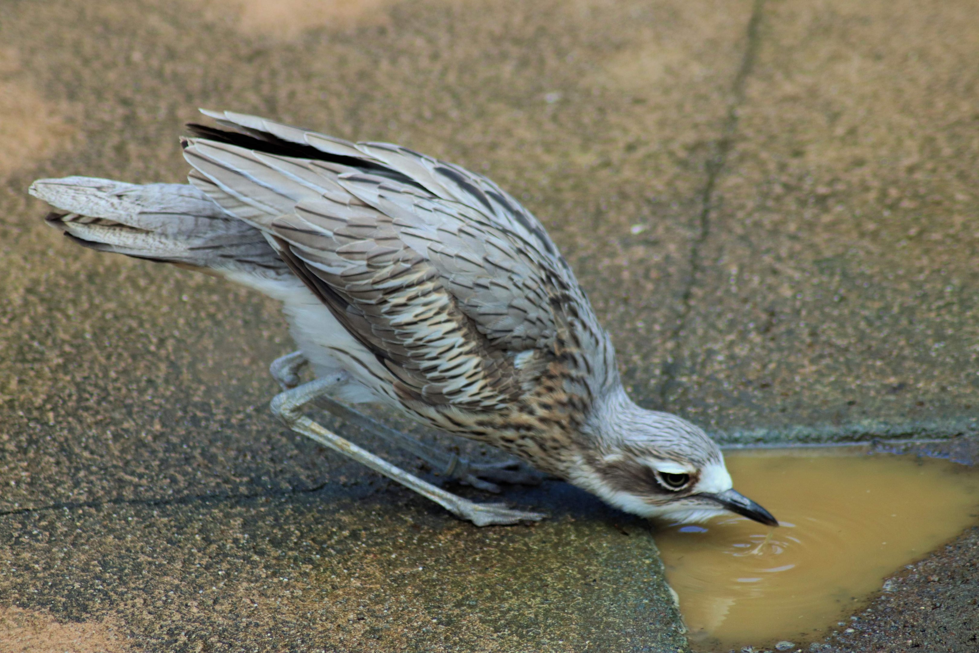 Bush Stone Curlew (Burhinus grallarius)
