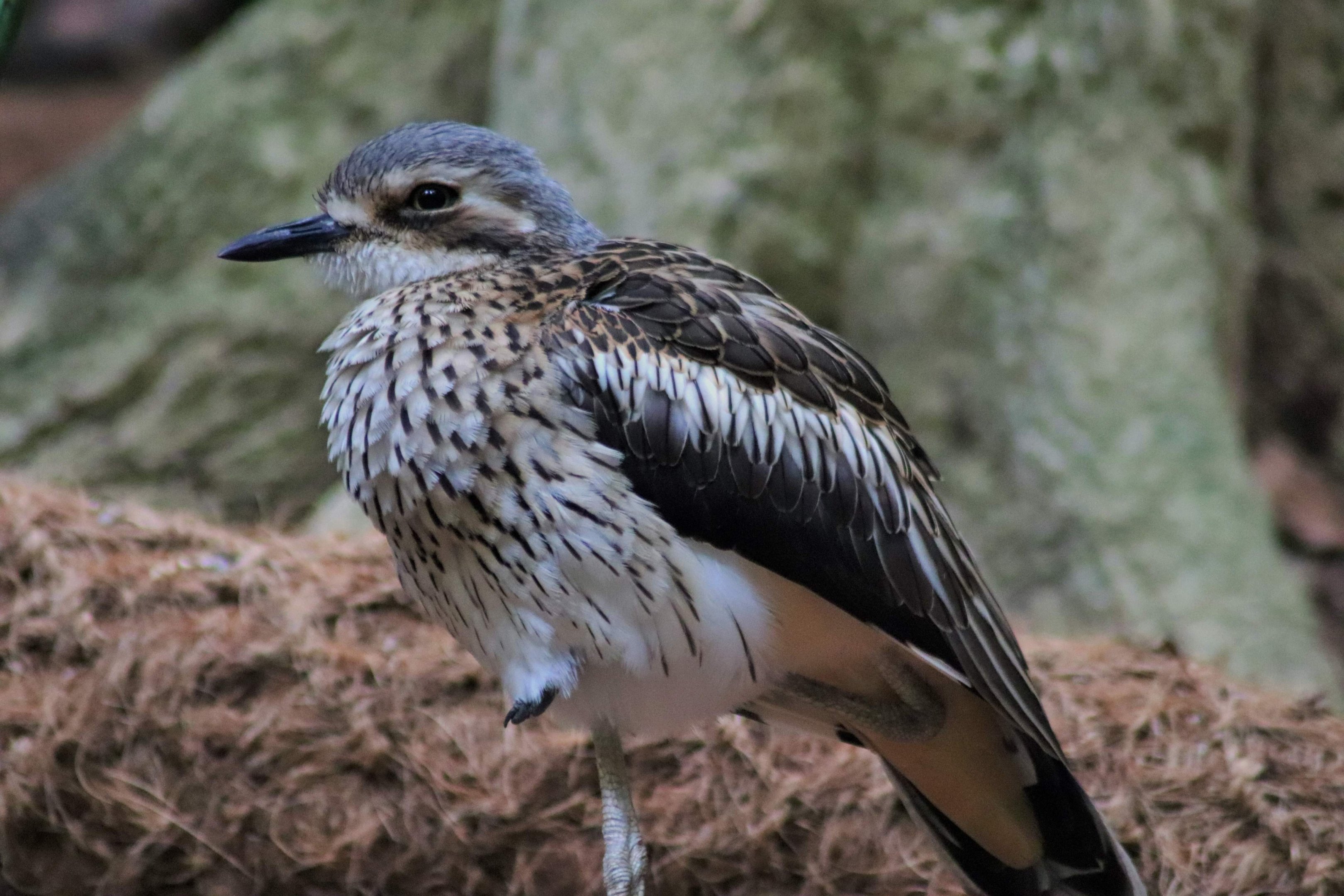 Bush Stone Curlew (Burhinus grallarius)