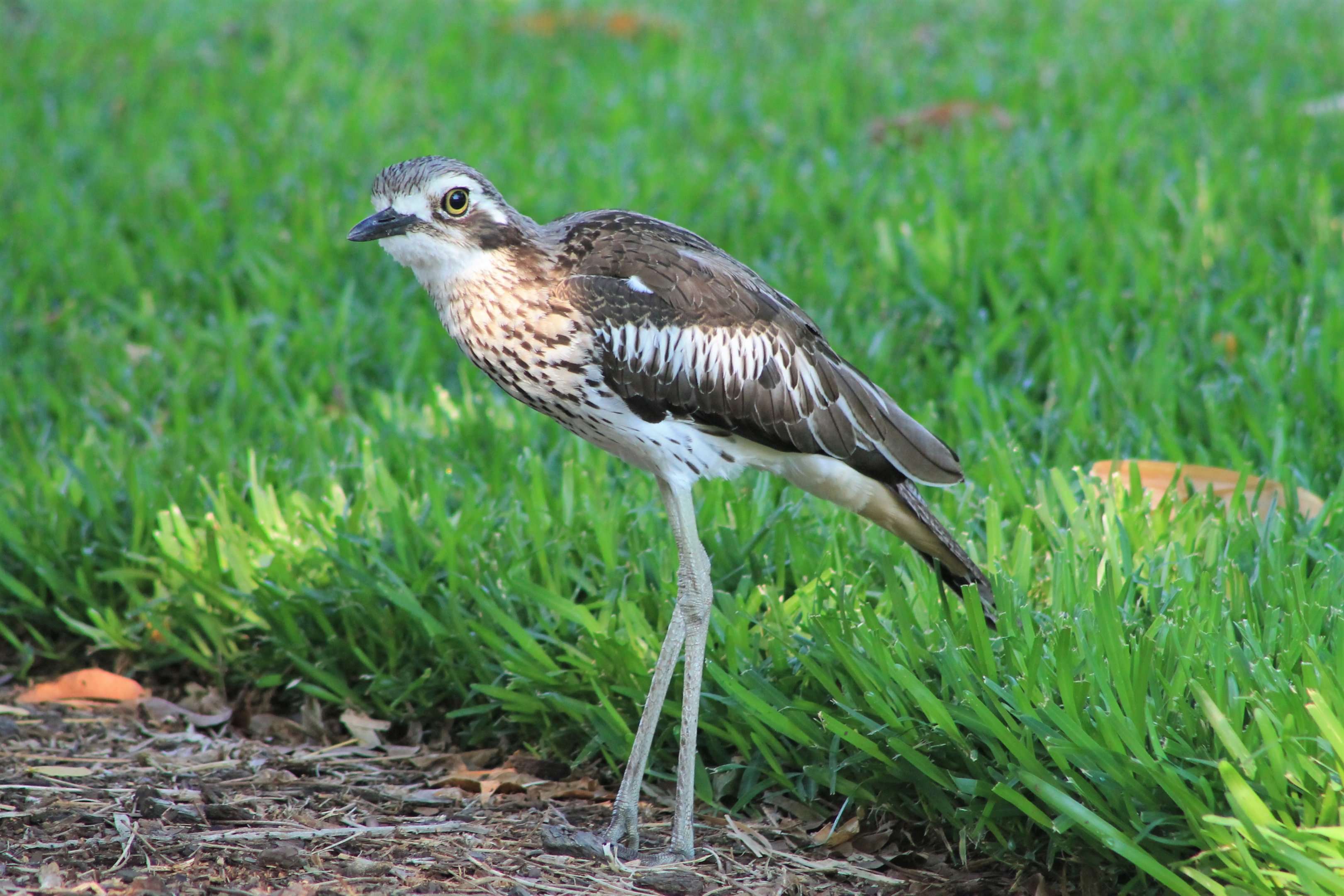 Bush Stone-Curlew (Burhinus grallarius)