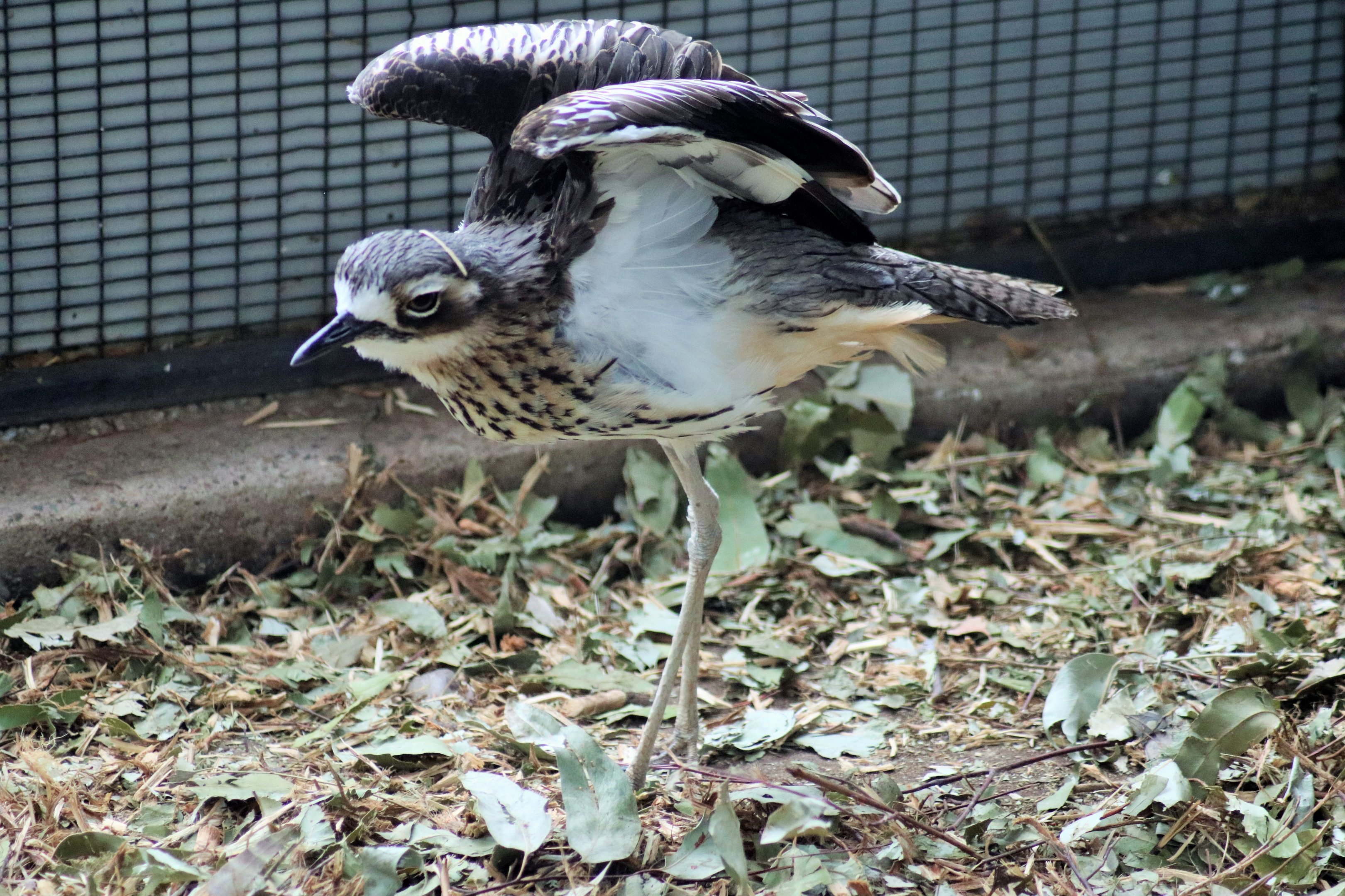 Bush Stone Curlew (Burhinus grallarius)