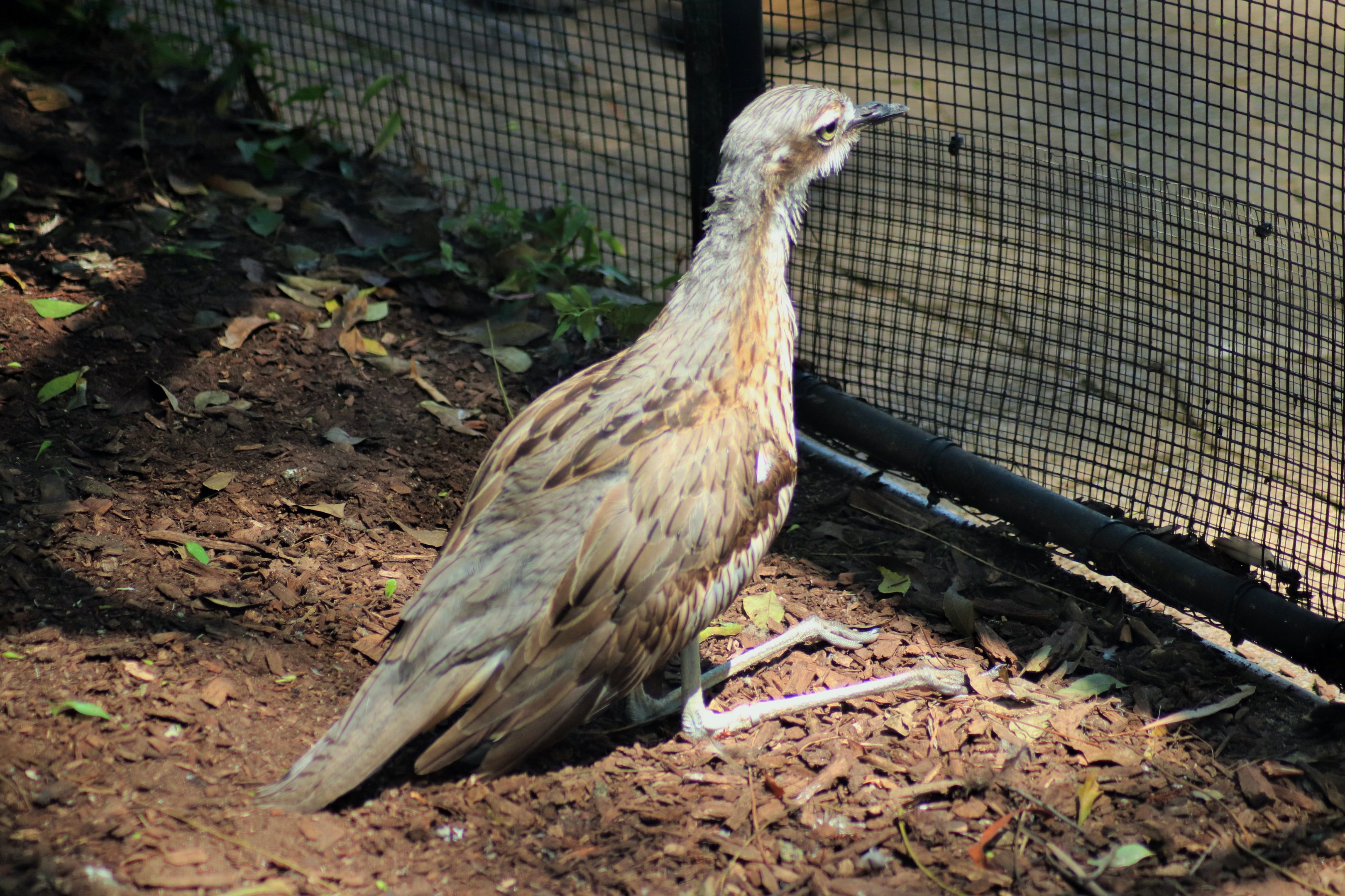 Bush Stone Curlew (Burhinus grallarius)