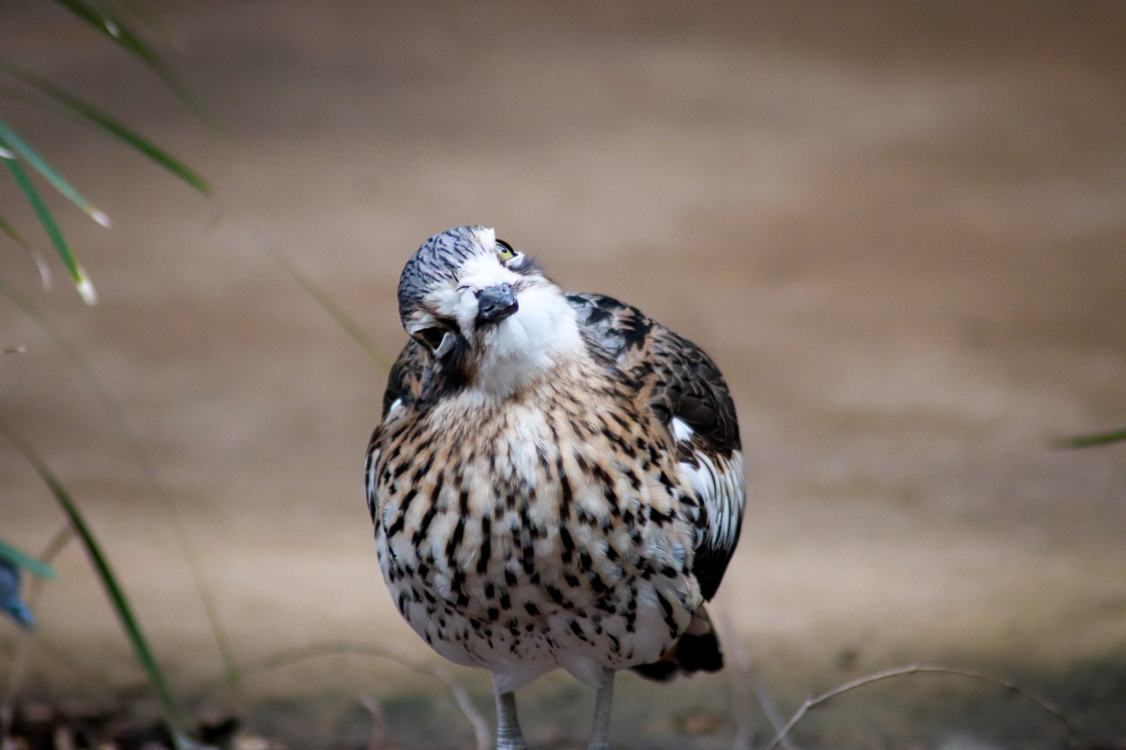 Bush Stone Curlew (Burhinus grallarius)