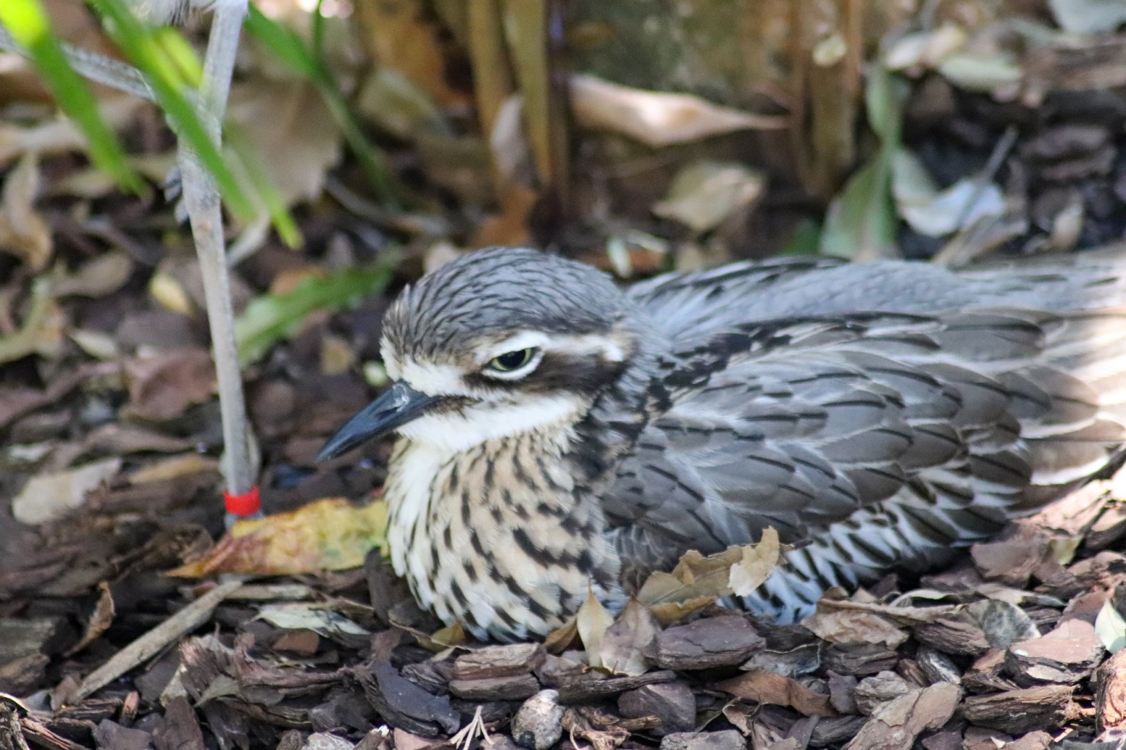 Bush Stone Curlew (Burhinus grallarius)