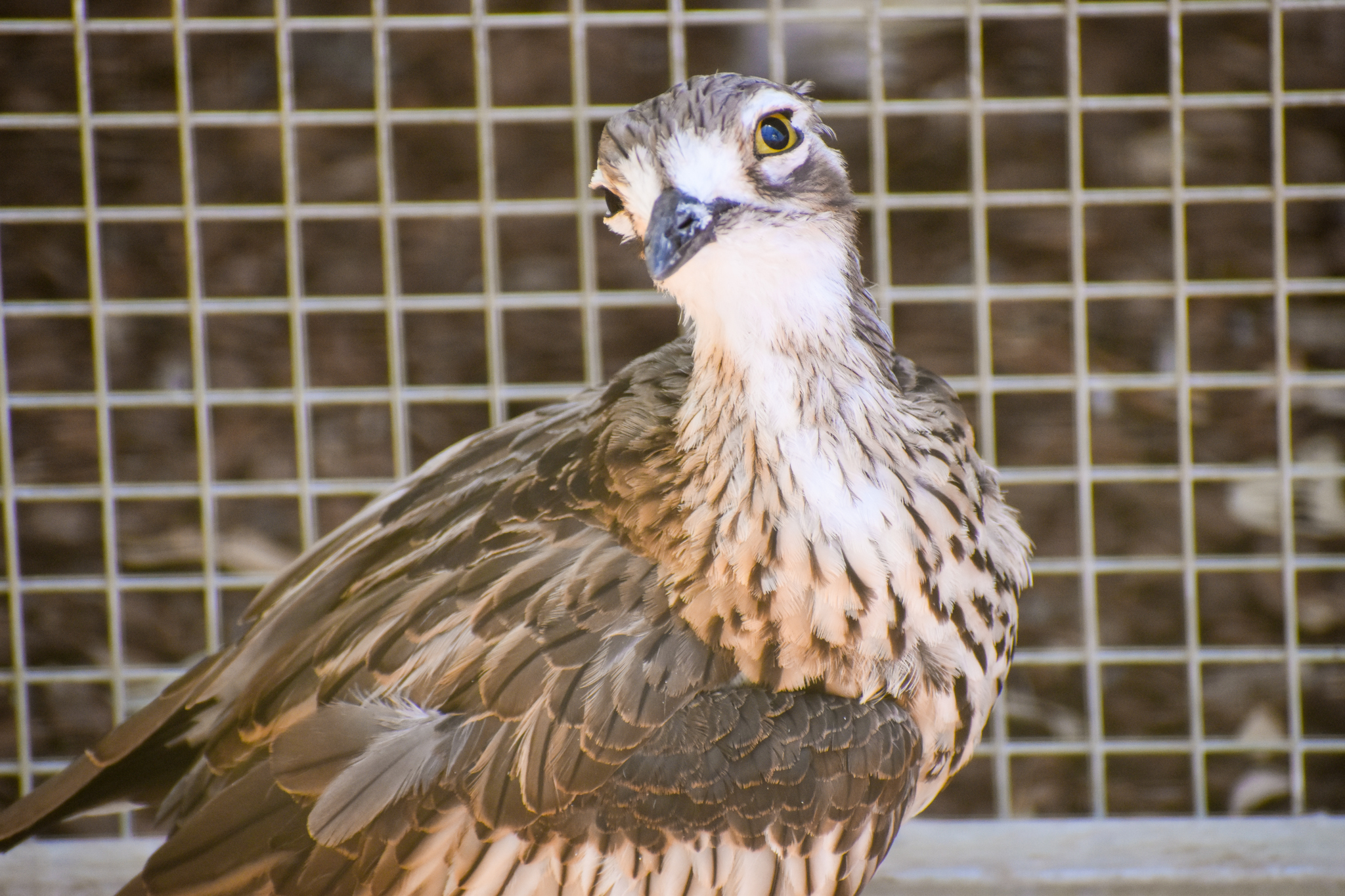 Bush Stone-curlew (Burhinus grallarius)