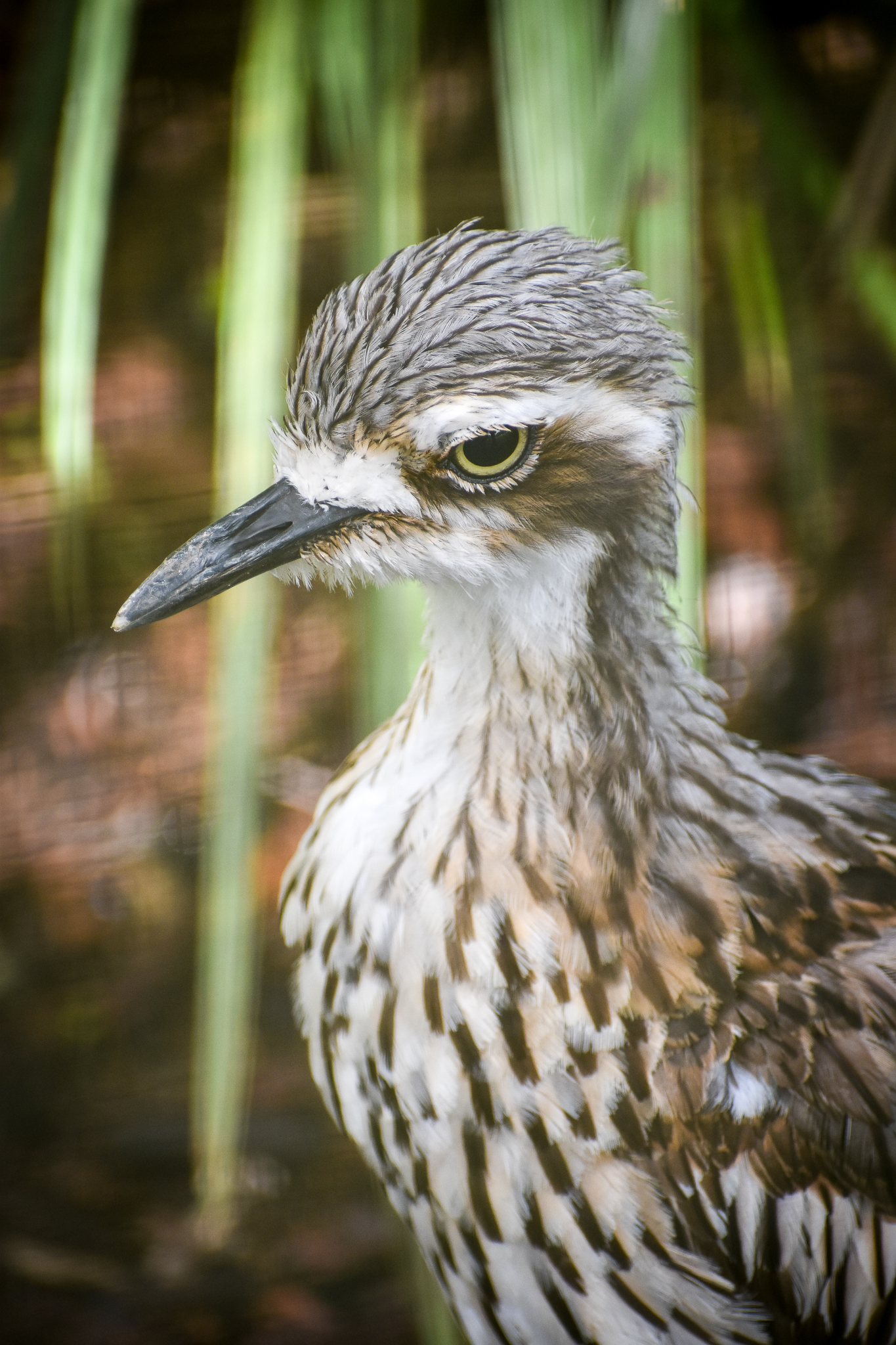 Bush Stone Curlew (Burhinus grallarius)