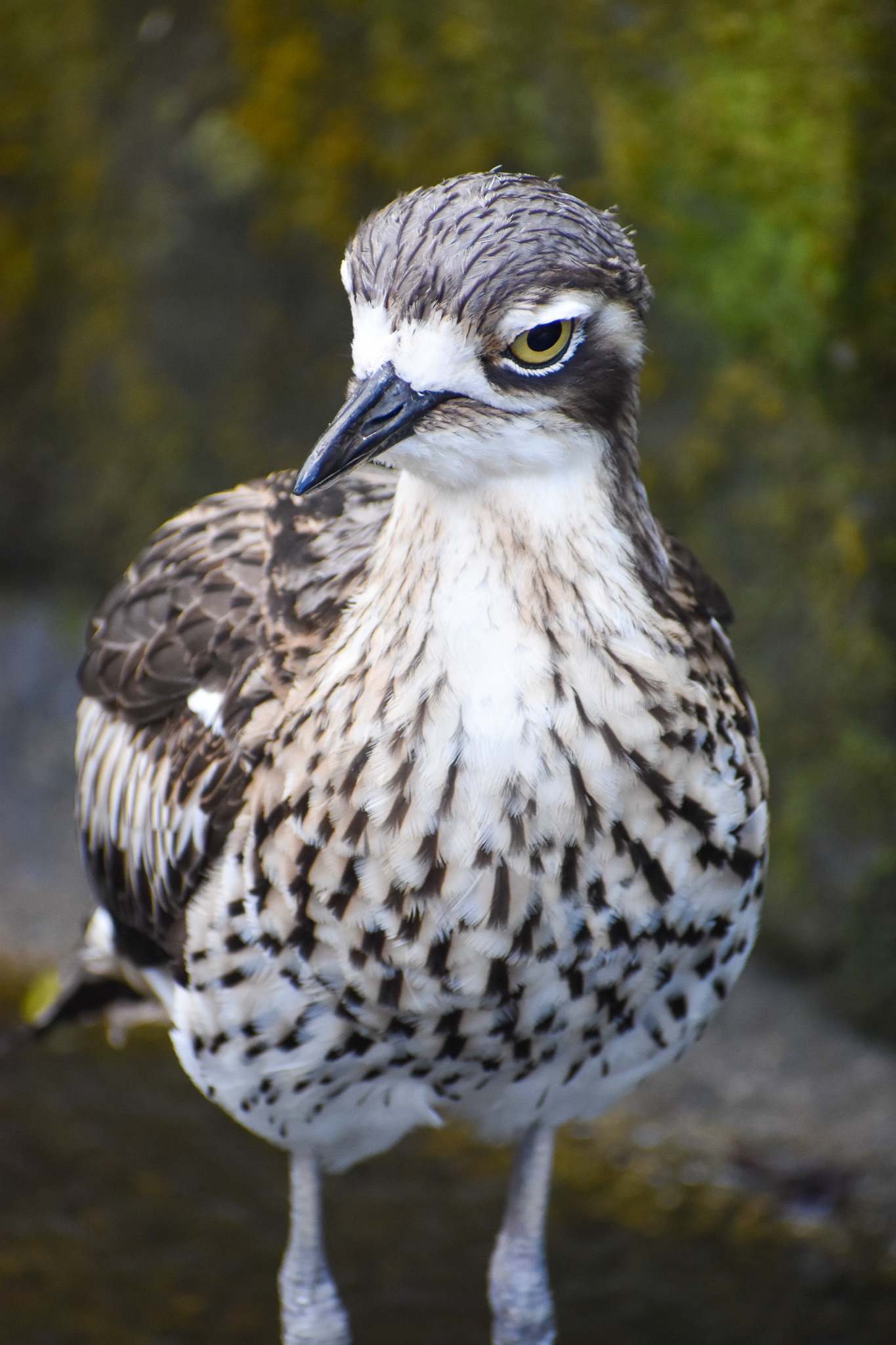 Bush Stone-Curlew (Burhinus grallarius)