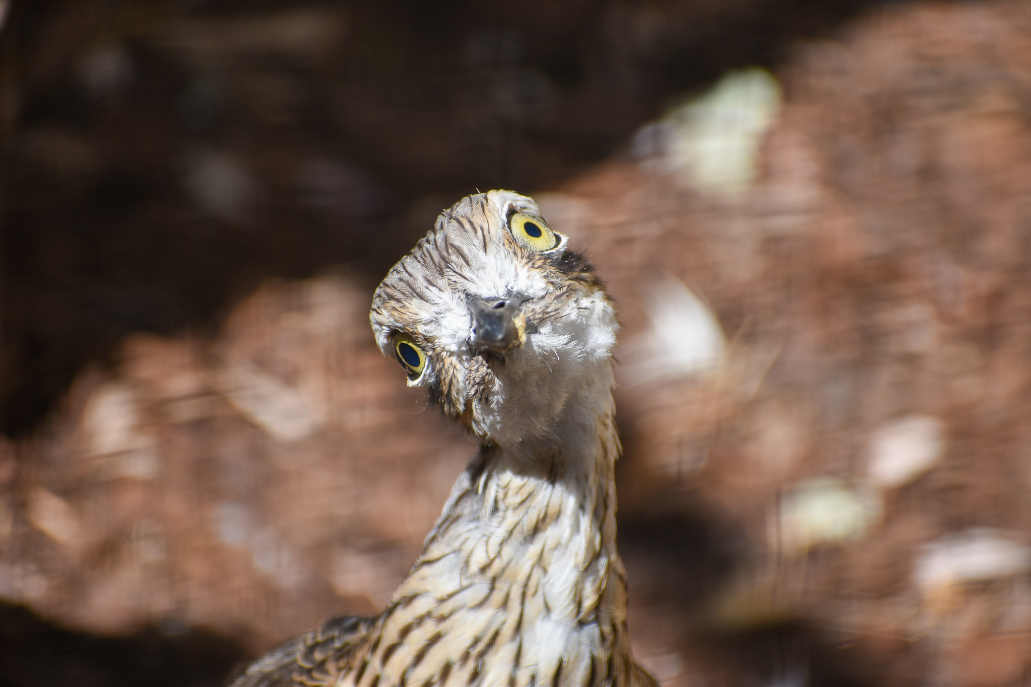 Bush Stone-Curlew (Burhinus grallarius)