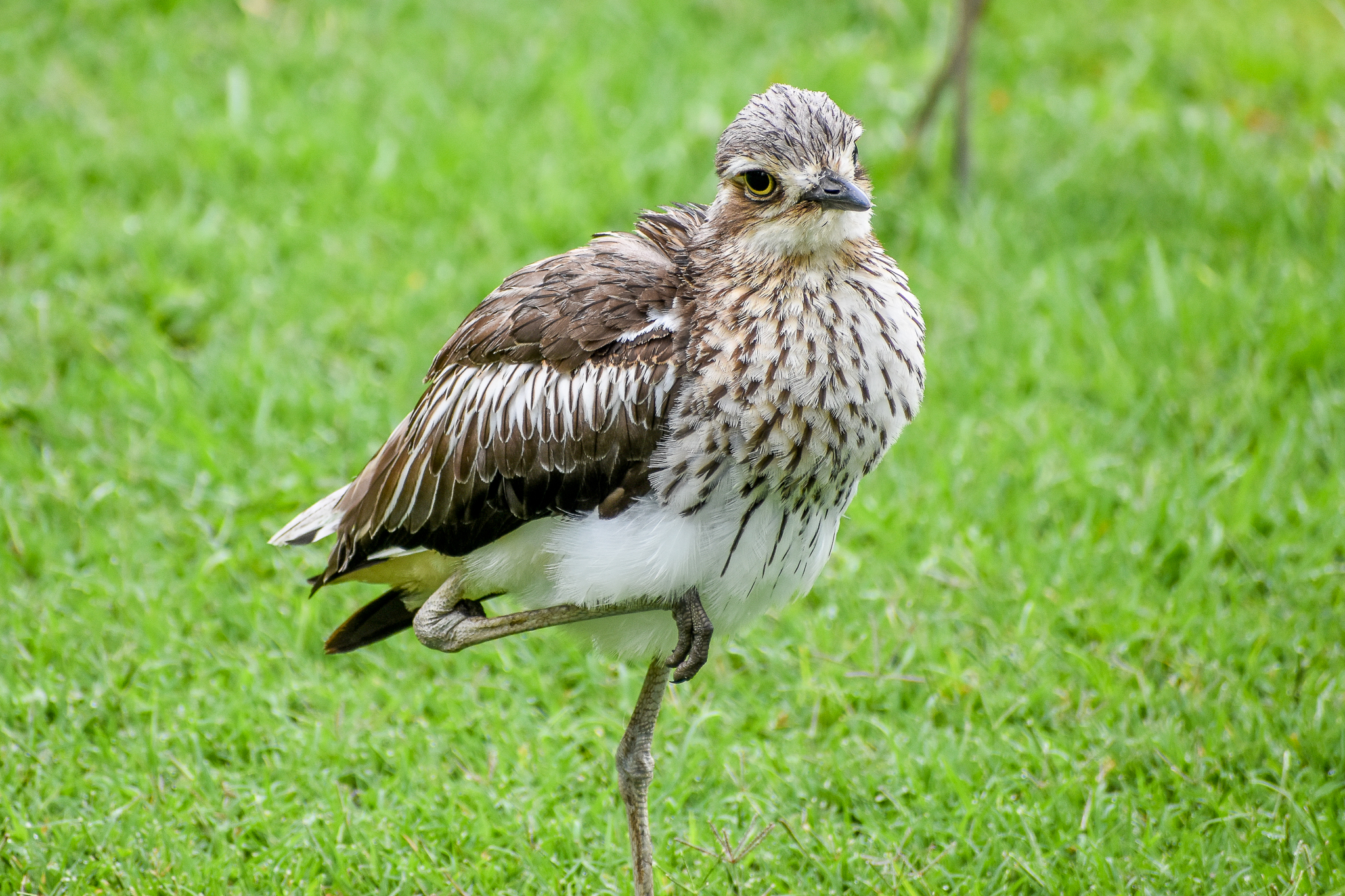Bush Stone-curlew (Burhinus grallarius)