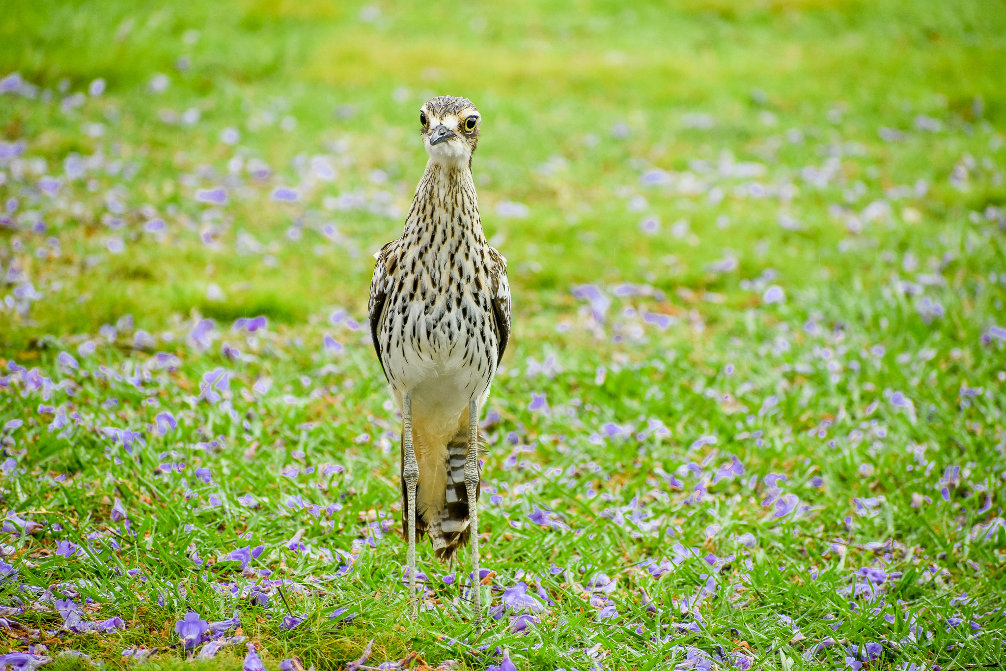 Bush Stone-curlew (Burhinus grallarius)