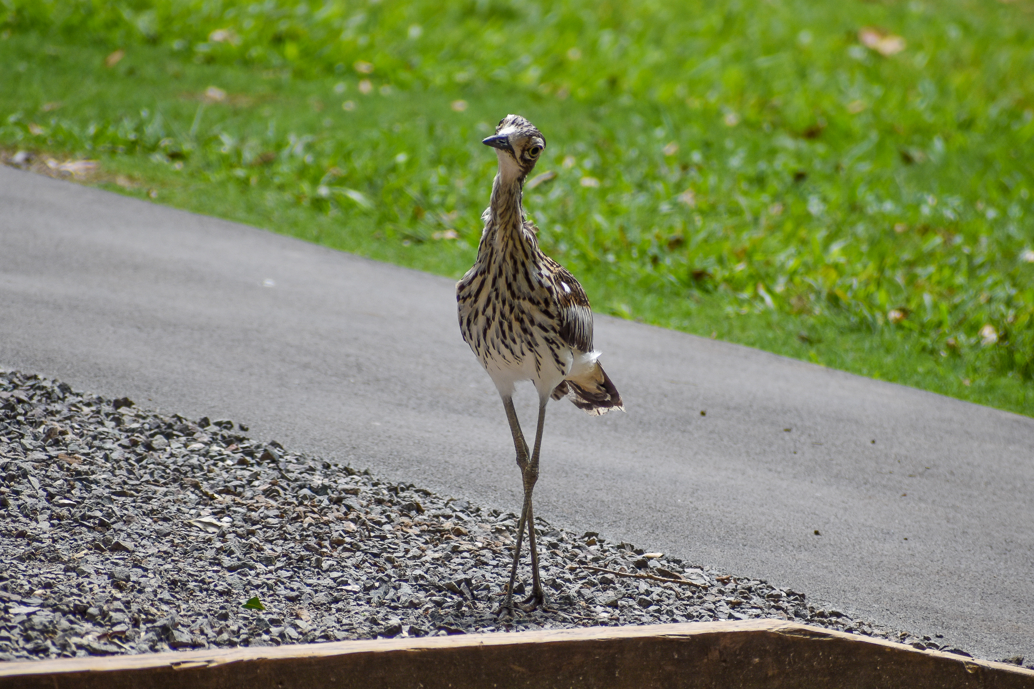Bush Stone-curlew (Burhinus grallarius)