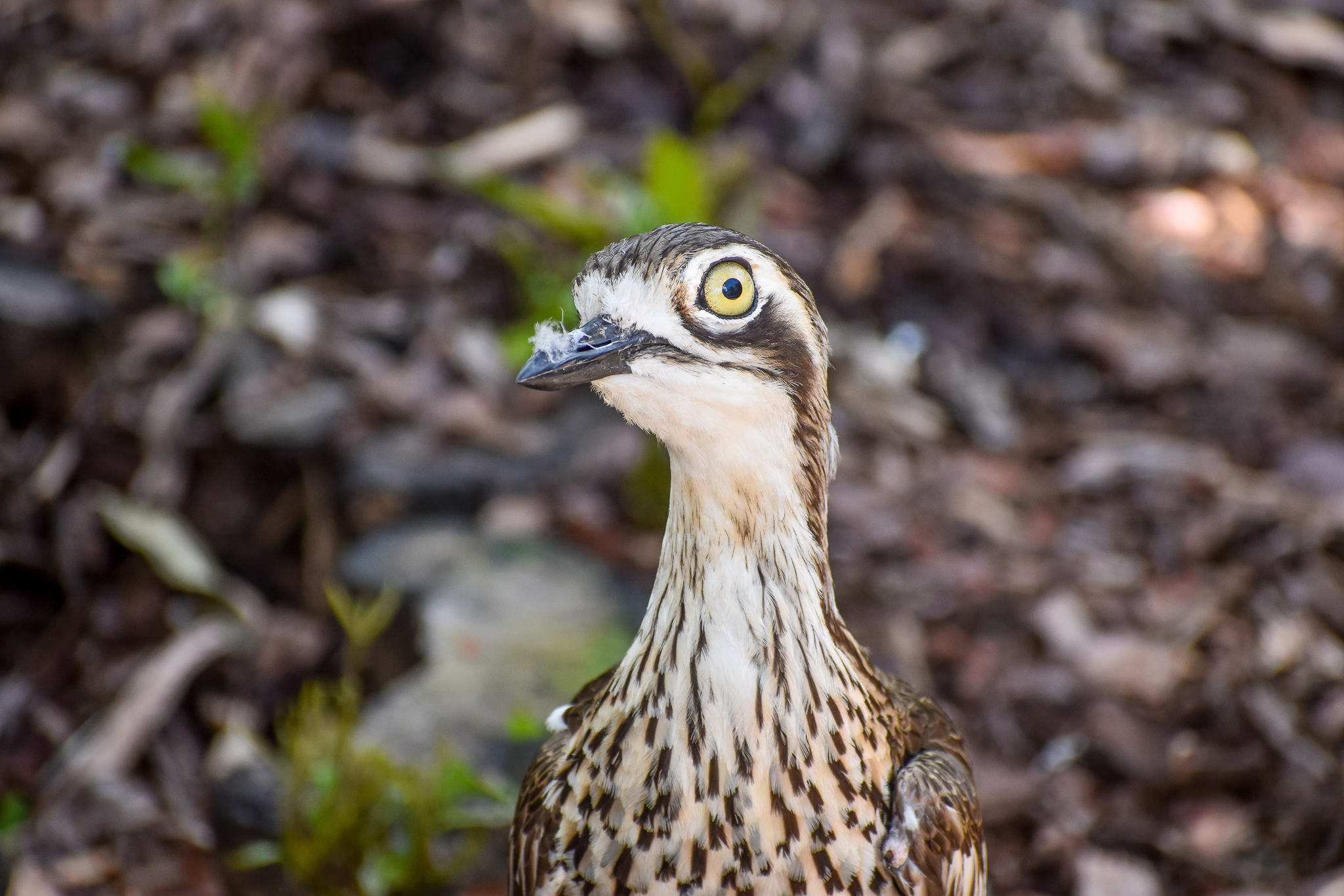 Bush Stone-curlew (Burhinus grallarius)