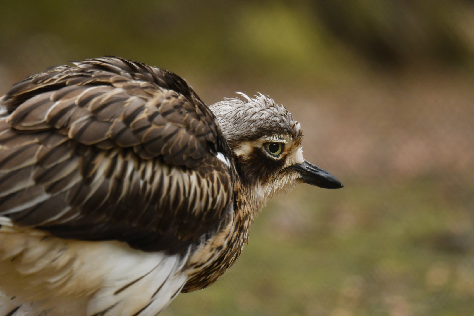 Bush Stone-curlew (Burhinus grallarius)