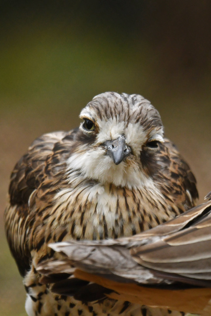 Bush Stone-curlew (Burhinus grallarius)