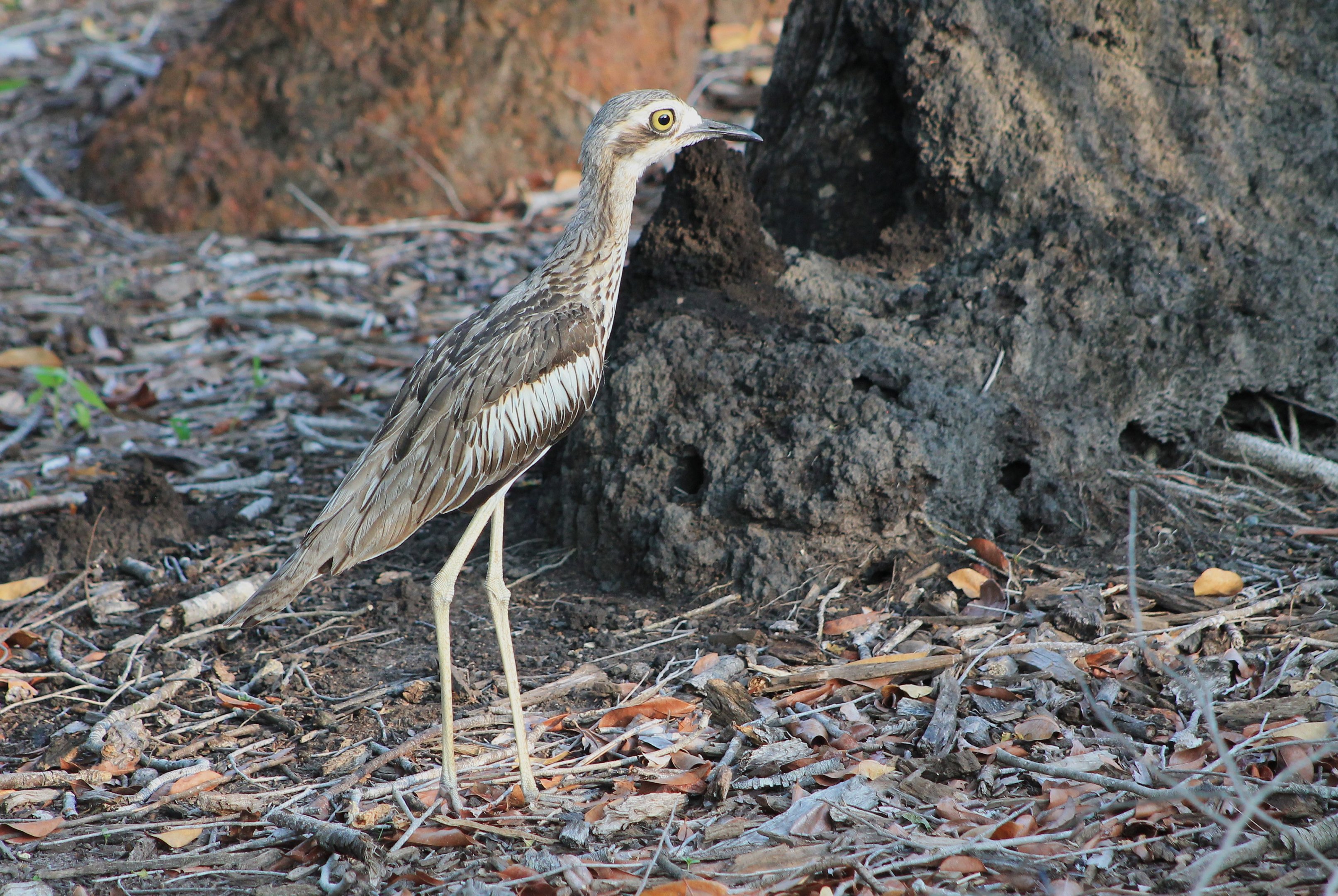 Bush Stone-Curlew (Burhinus grallarius)