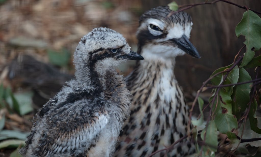 Bush Stone-curlew chick and Adult