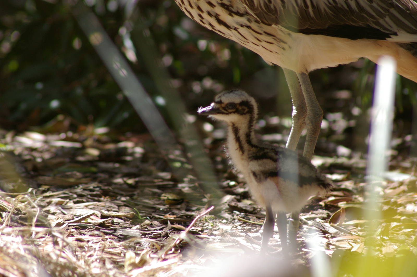bush stone-curlew chick (Burhinus grallarius)