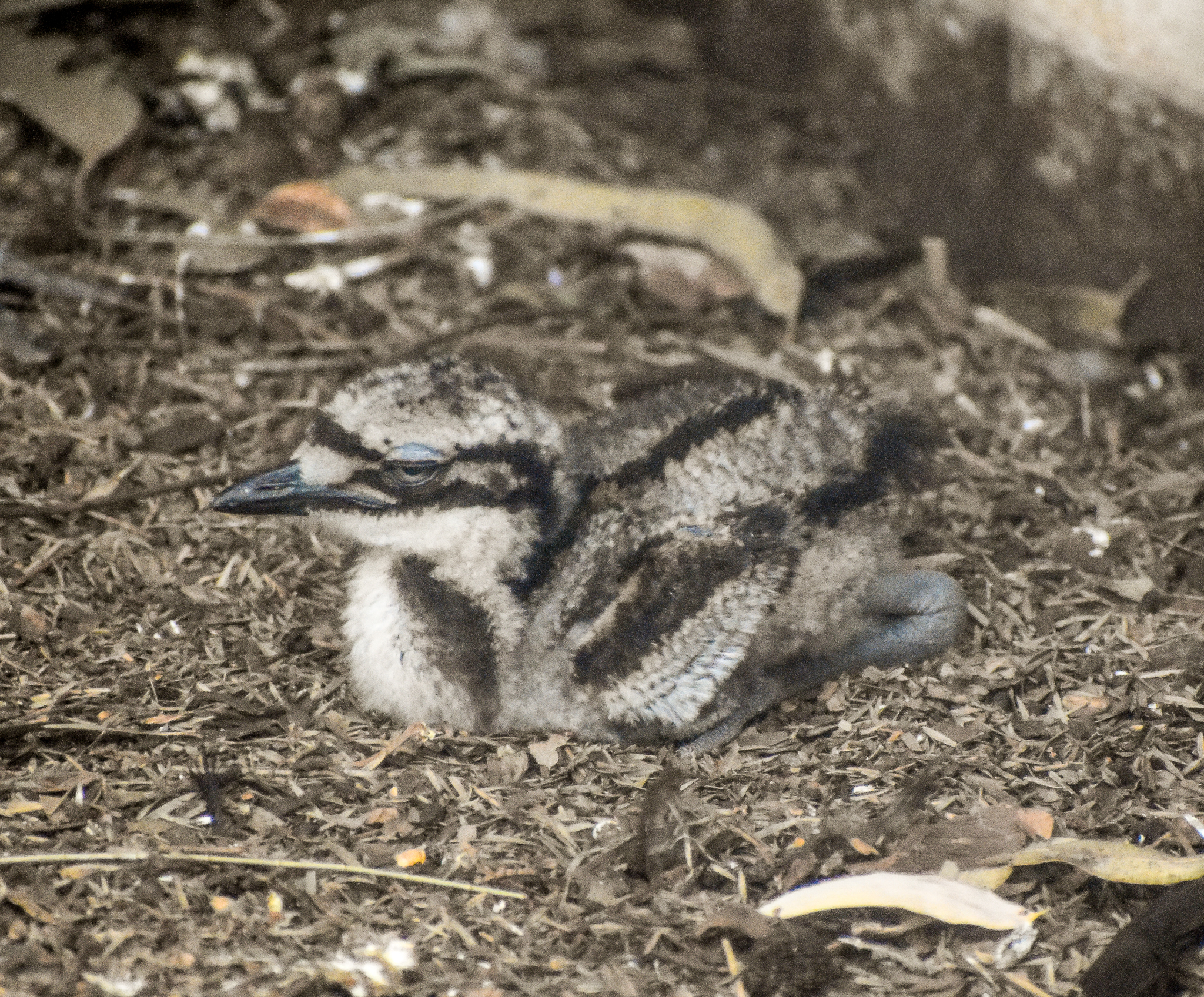 Bush Stone-Curlew chick