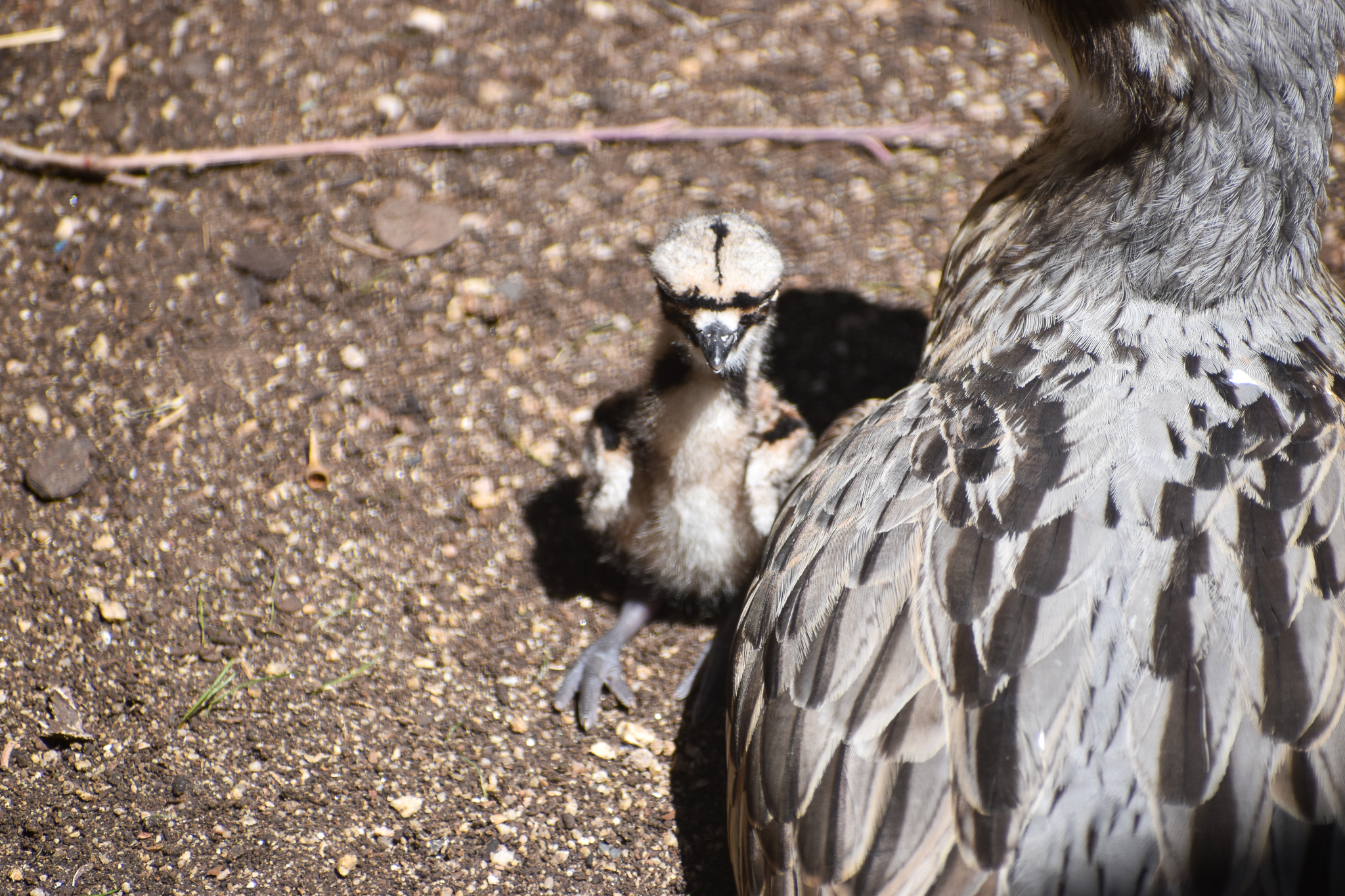 Bush Stone-Curlew chick