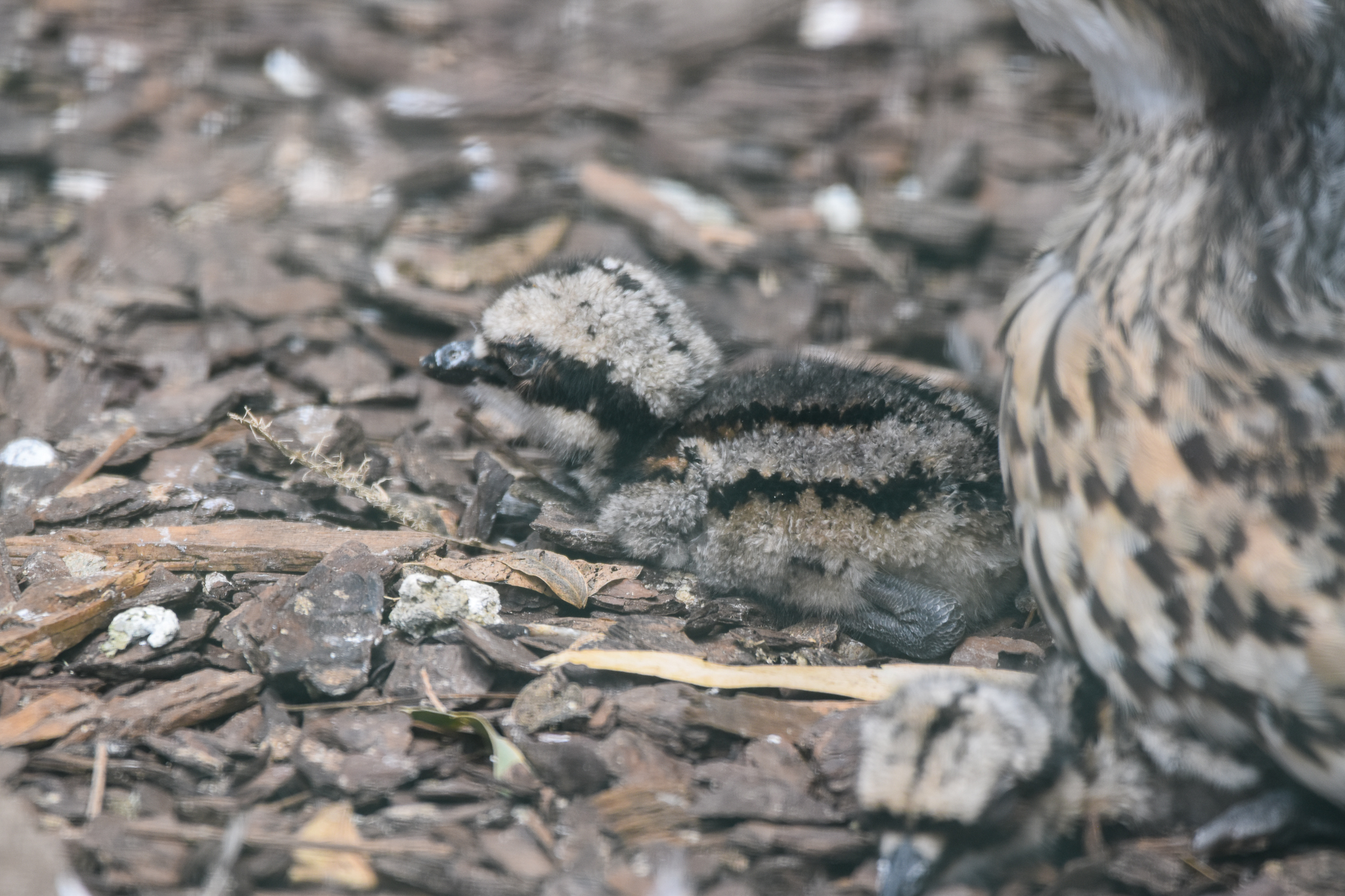 Bush Stone-Curlew chick