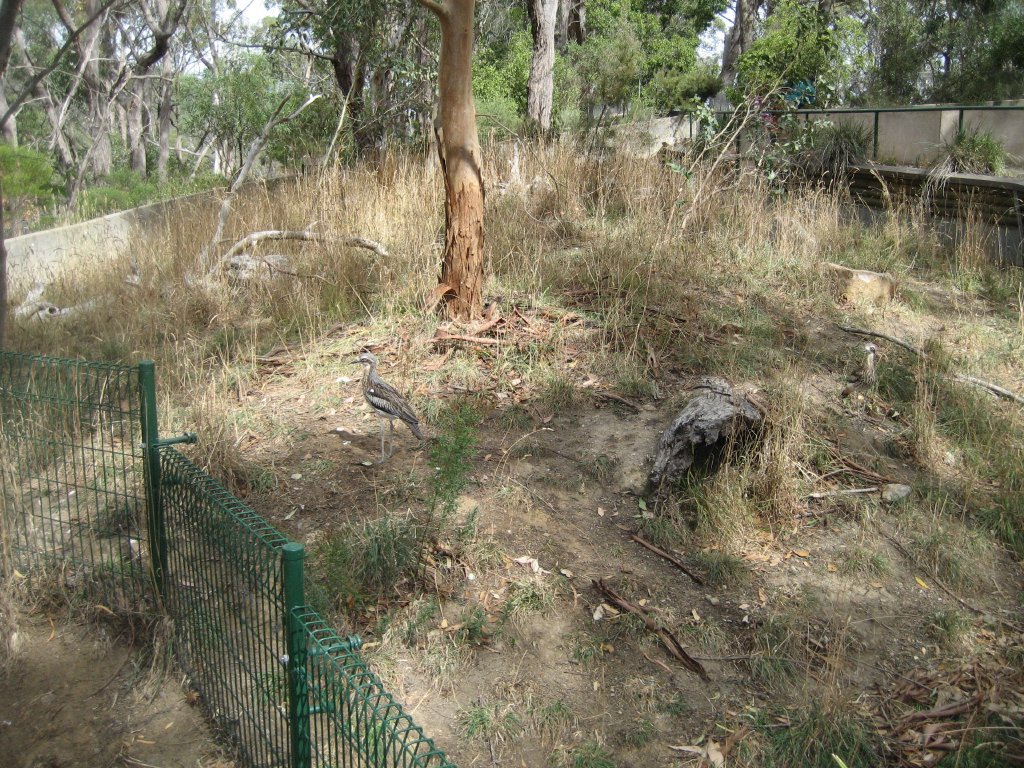 Bush Stone-curlew enclosure