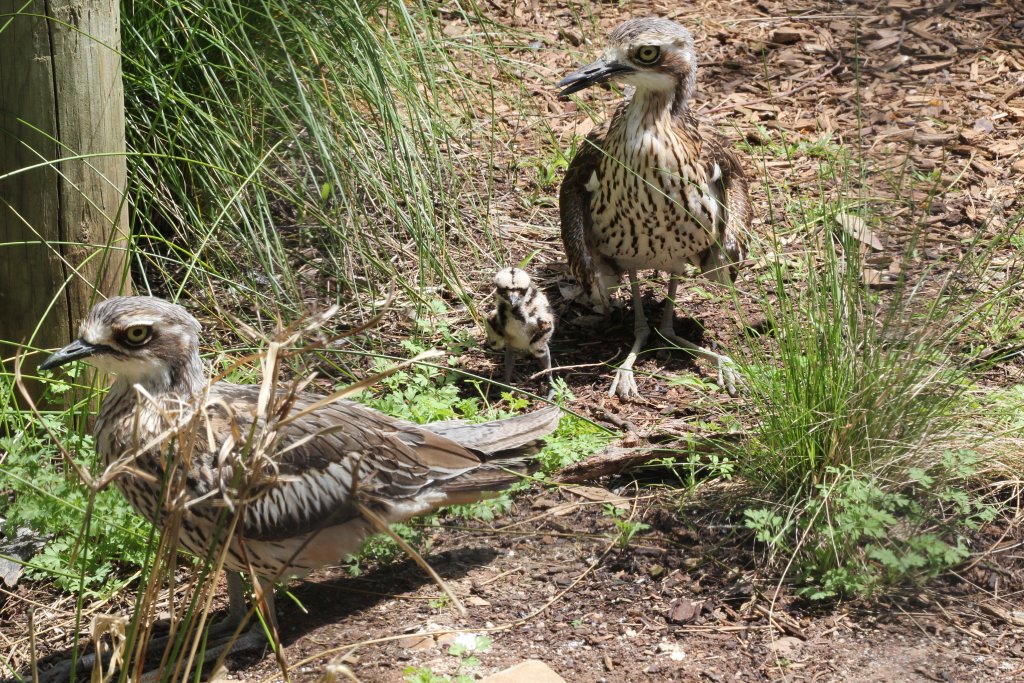 Bush Stone Curlew family (Burhinus grallarius)